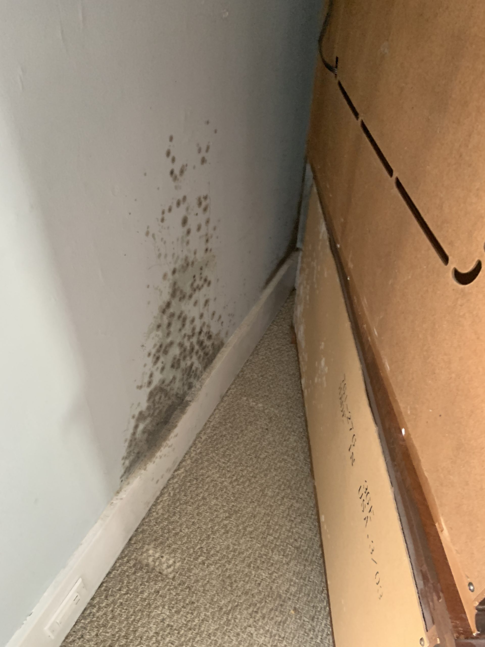 Taking proactive measures and practicing diligence can stop mold from ever becoming a problem in the home.