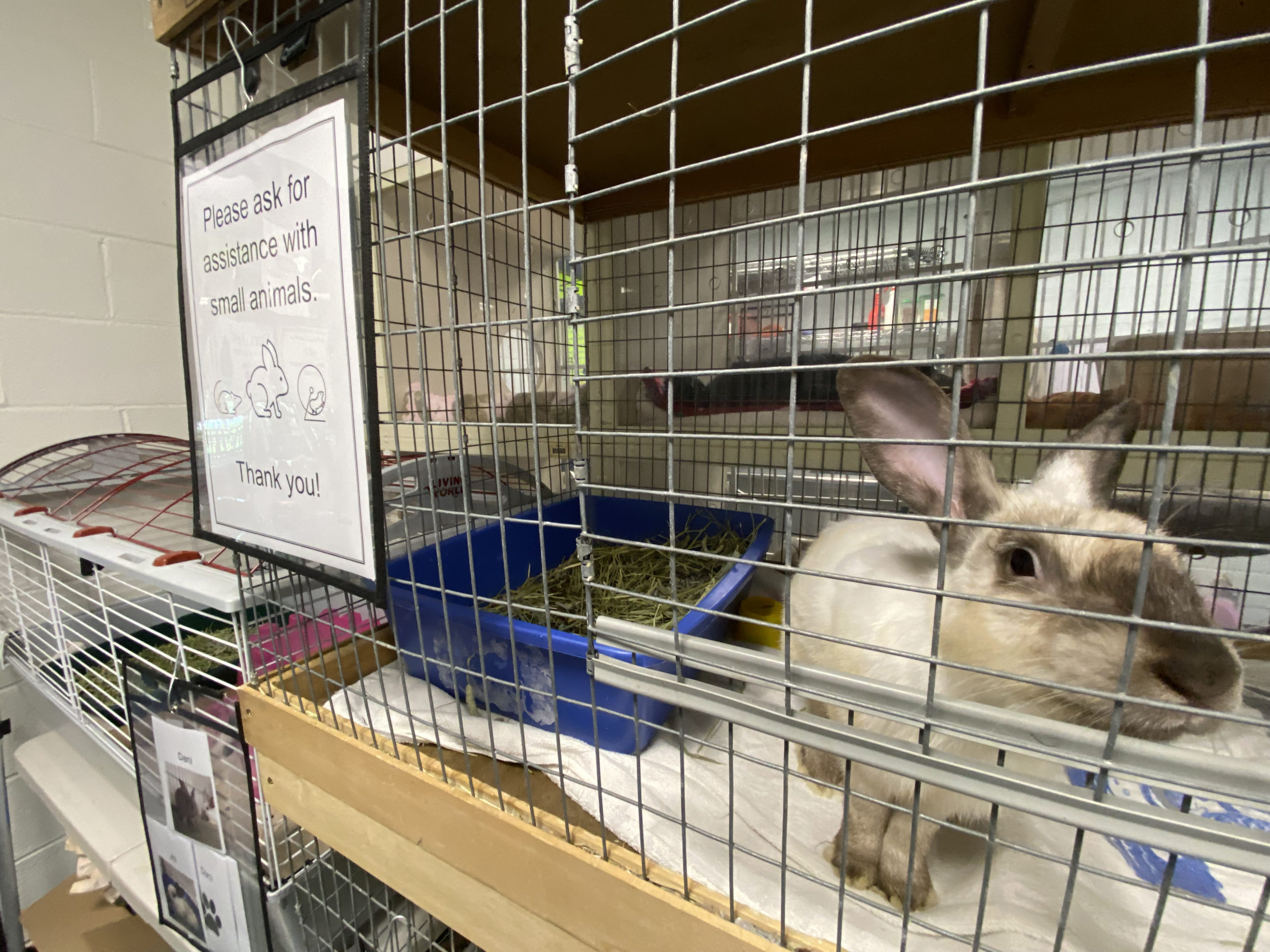 Animal Shelters Confront Abandoned Bunny Boom 27 East
