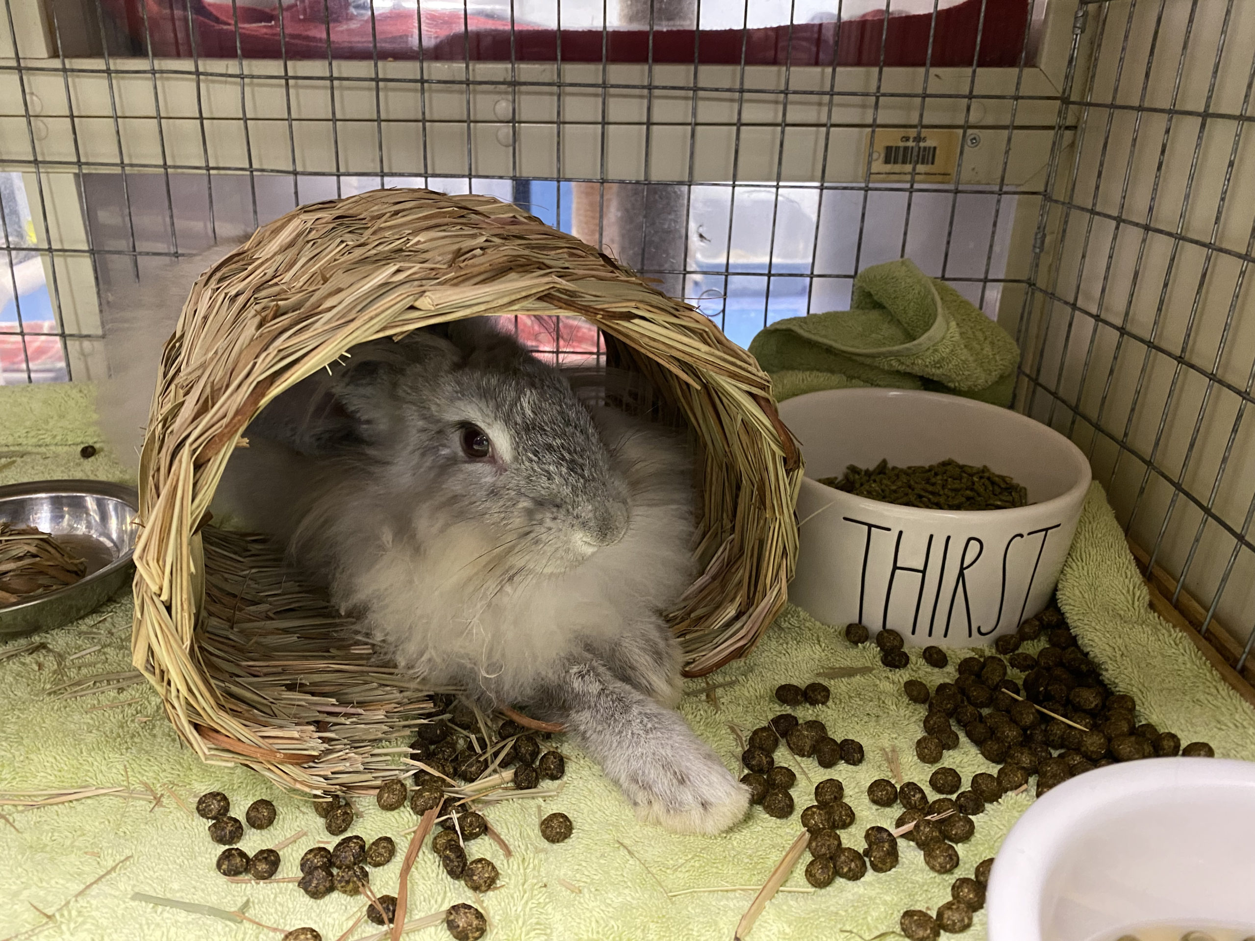 Animal Shelters Confront Abandoned Bunny Boom 27 East