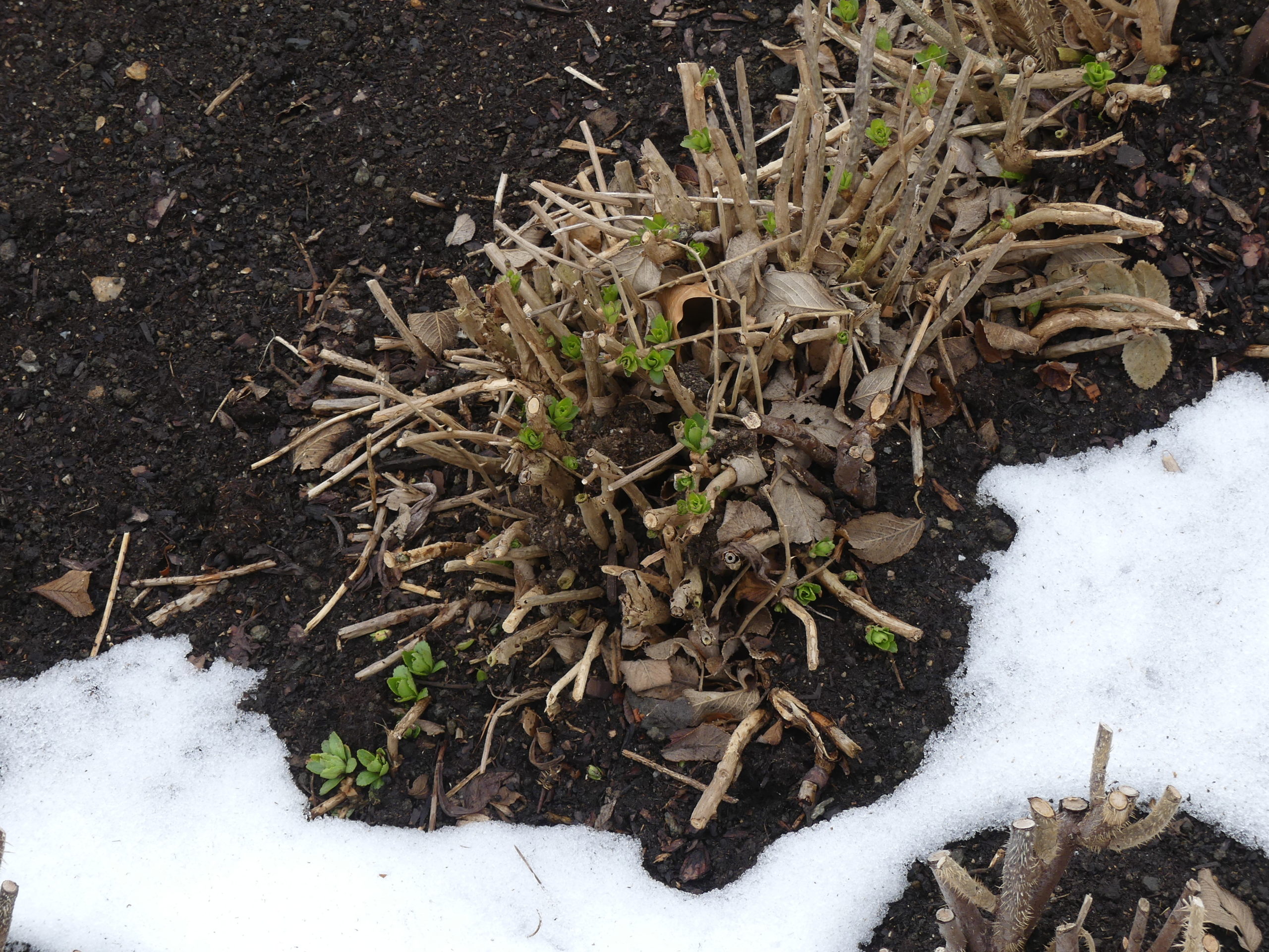 As the February snow melts, some new shoots are revealed from this decade-old Montauk daisy. The shrubby perennial was cut back to this size in late November when blooming was done and the cold had set in.