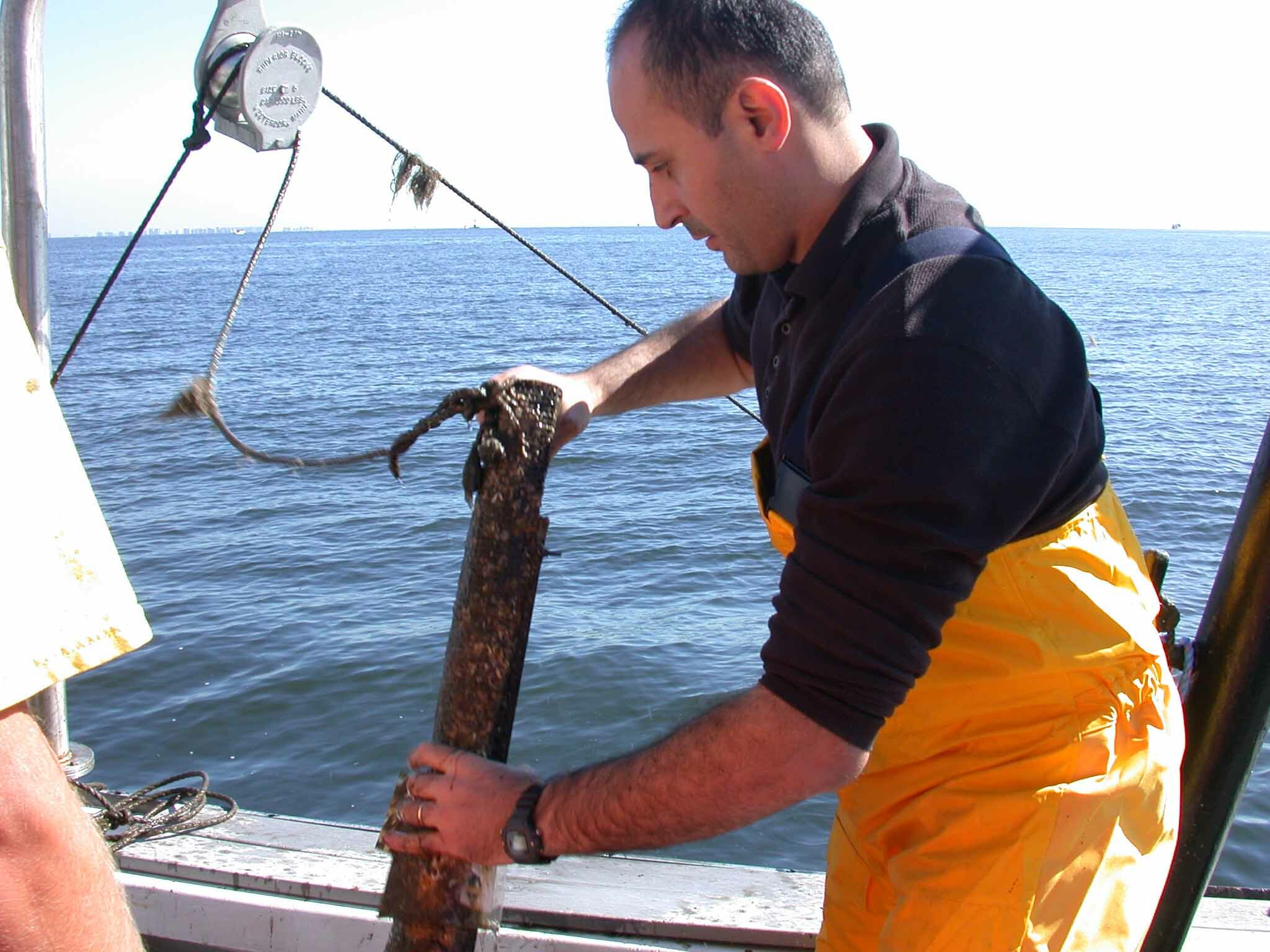 Stony Brook University professor Bassem Allam has received two grants for work on helping to determine if certain genetic traits could help scallops survive in warming water temperatures.