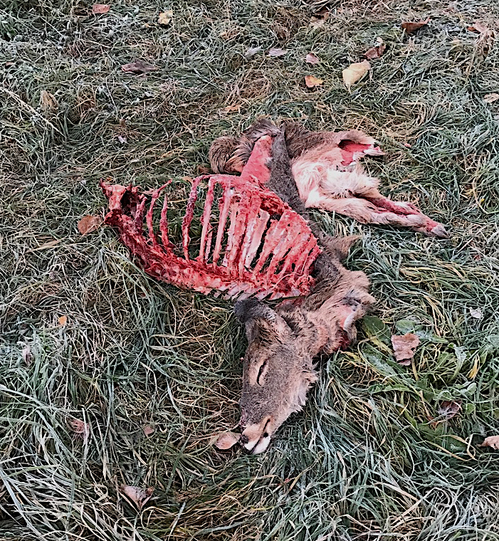 Two days later, all that’s left are the bones, head and hide