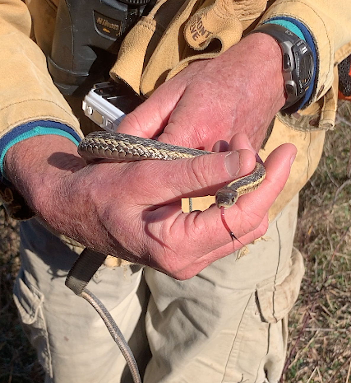 This garter snake was found basking in the sun on November 24th!