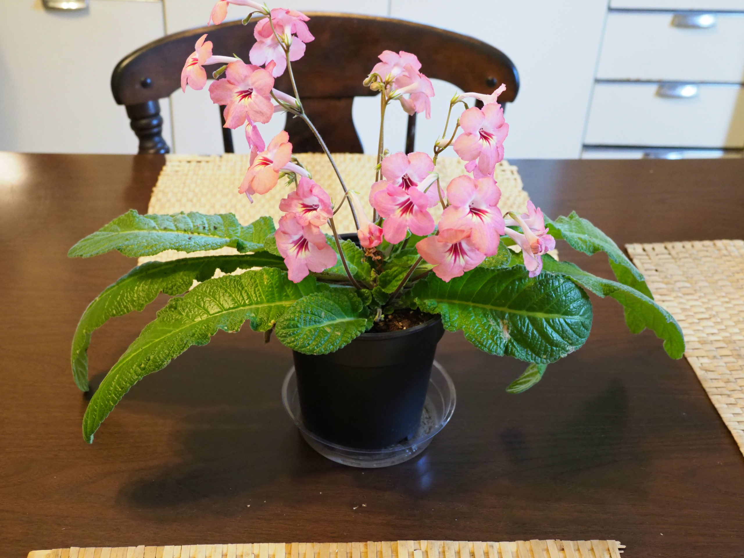 Five months from being a leaf cutting, this Streptocarpus Salmon Sunset is in a 3-inch pot and going through its first blooming cycle. Several months later, in a larger pot, this was the plant gifted to neighbor Nancy, sans fungus gnats. 