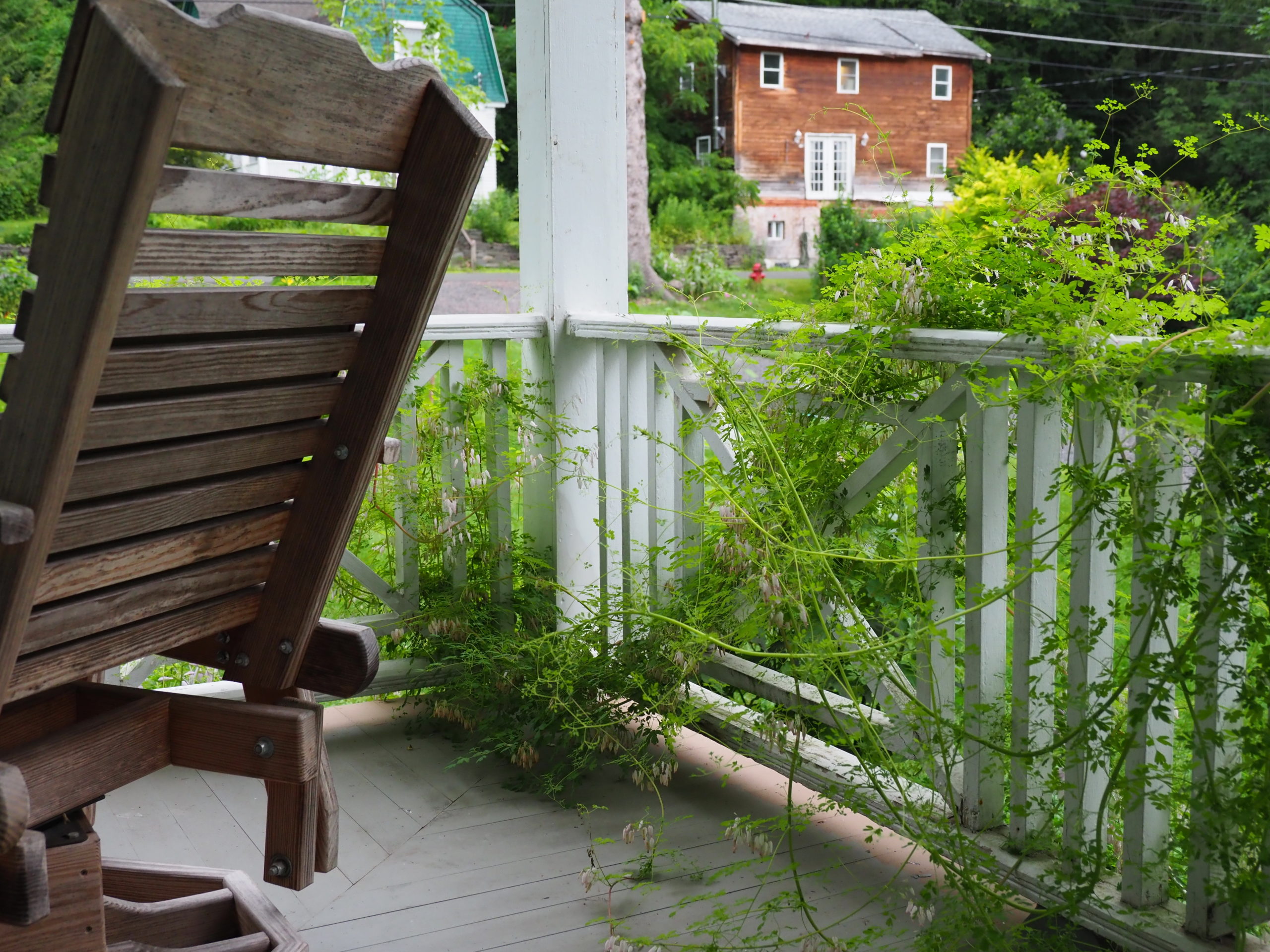 This summer I kept Adlumia trained along the porch railing though we were in constant conflict and it really wanted to sit in my chair.  ANDREW MESSINGER
