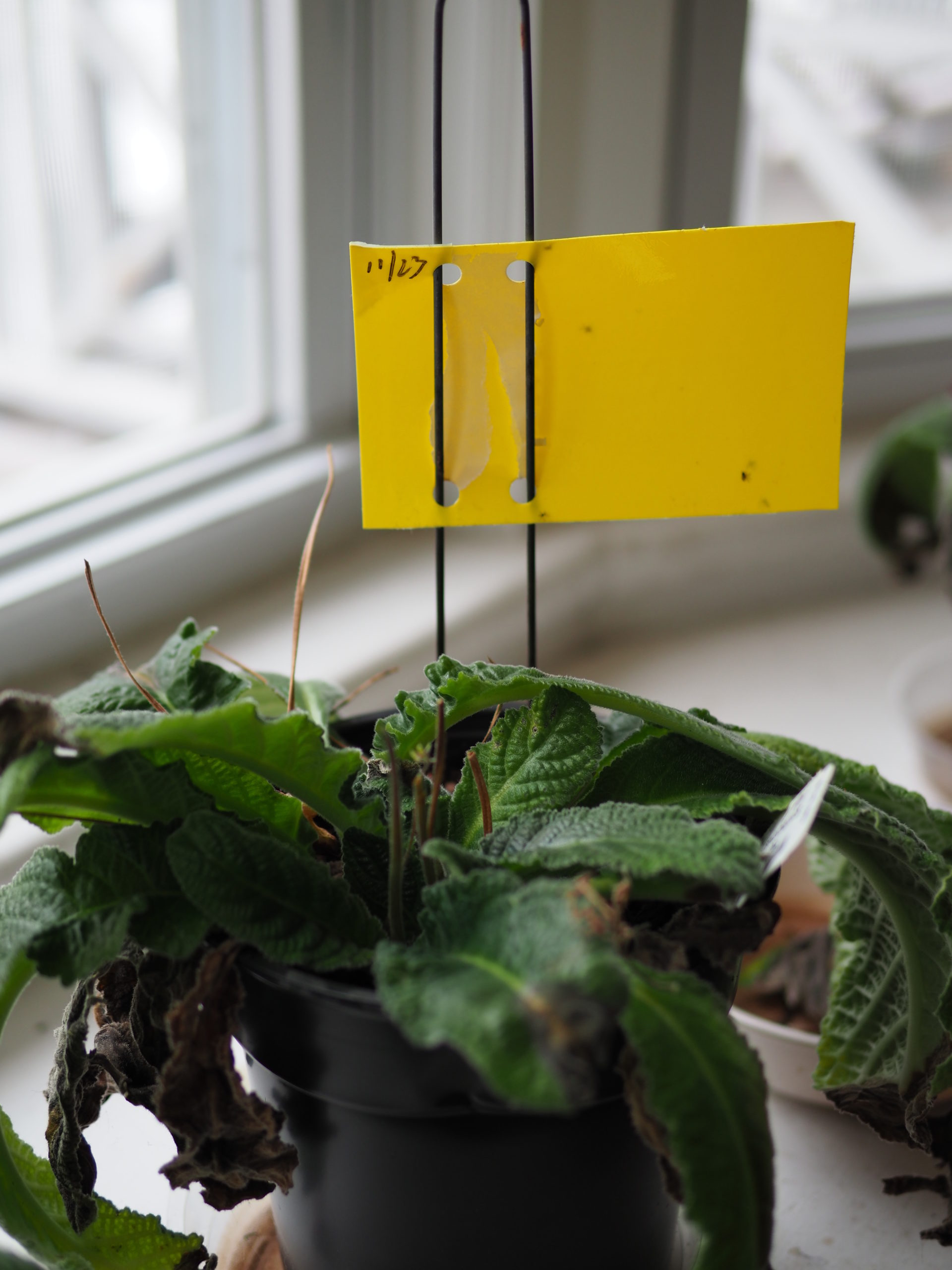 Yellow sticky cards mounted on a wire stake are set just inches above the foliage and soil to trap fungus gnats. The 3-by-5-inch cards are used to monitor and manage the gnats. A permanent marker can be used to make a circle around each gnat so new catches are only counted once.