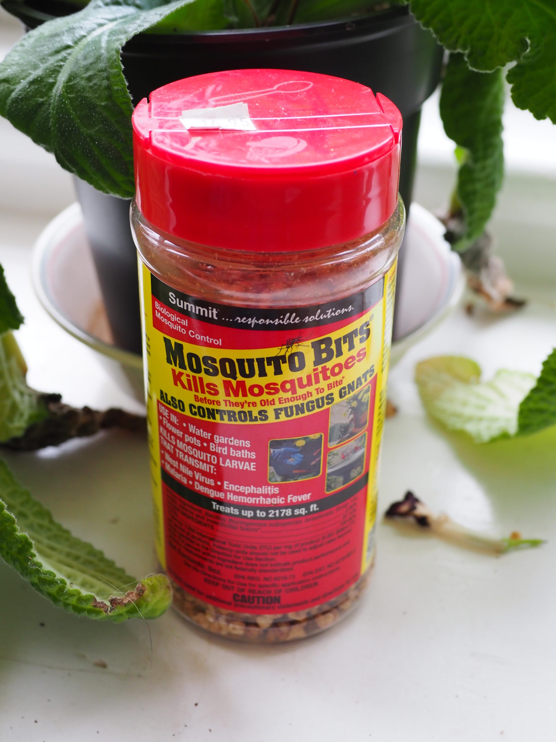 A product sold as Mosquito Bits is a Bacillus that will control fungus gnats when applied to the soil according to the label directions. Full control may take several weeks. This product is available at most garden stores.