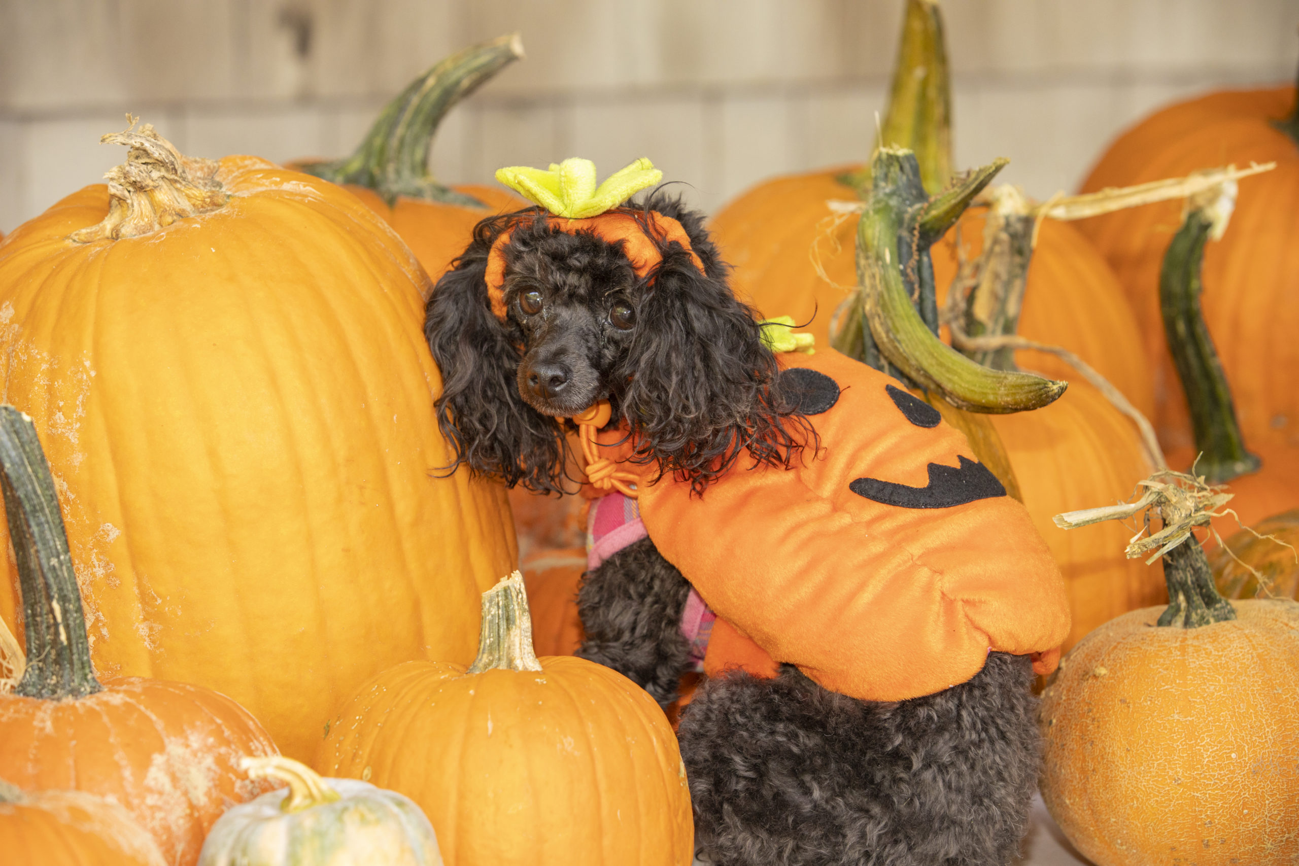 The Southampton Animal Shelter Foundation hosted the 3rd annual Wag-O-Ween Spooktacular on October 24.   BARBARA LASSEN