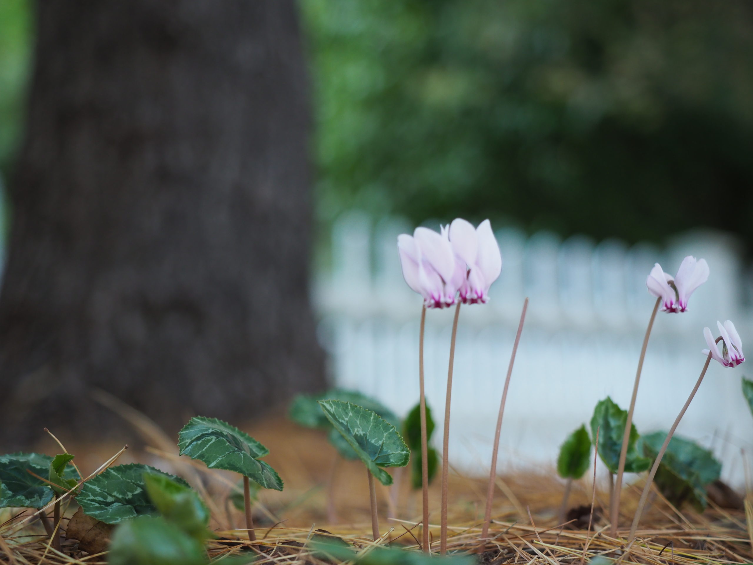 A pink form of Cyclamen hederifolium blooming at the base of a pine tree. These have been in place for 20 years blooming every September and October. Just plant them and they require no further care. Again, best done in mass plantings.  ANDREW MESSINGER