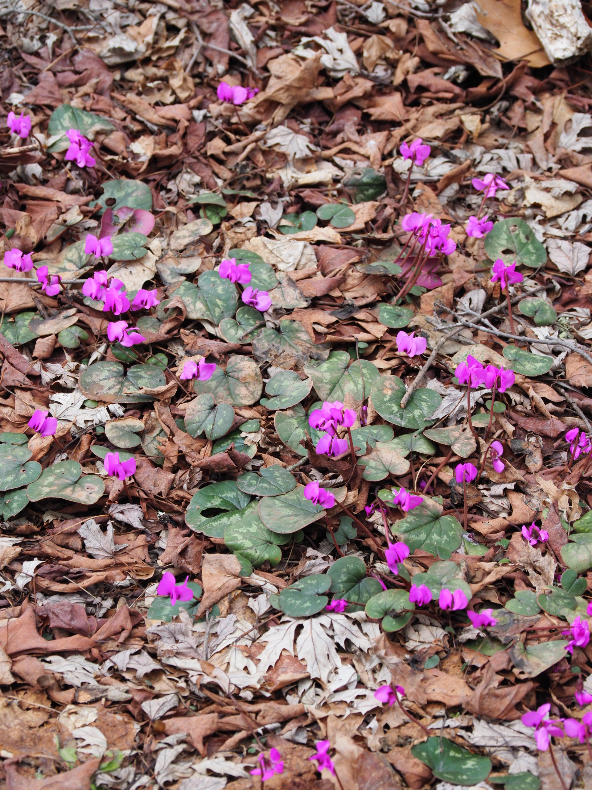 These hardy Cyclamen coum have colonized at the base of a 100-year-old maple tree. Blooming from March through April, they are one of the first spring flowers to appear. When planted en masse, they make quite a statement of spring.  ANDREW MESSINGER