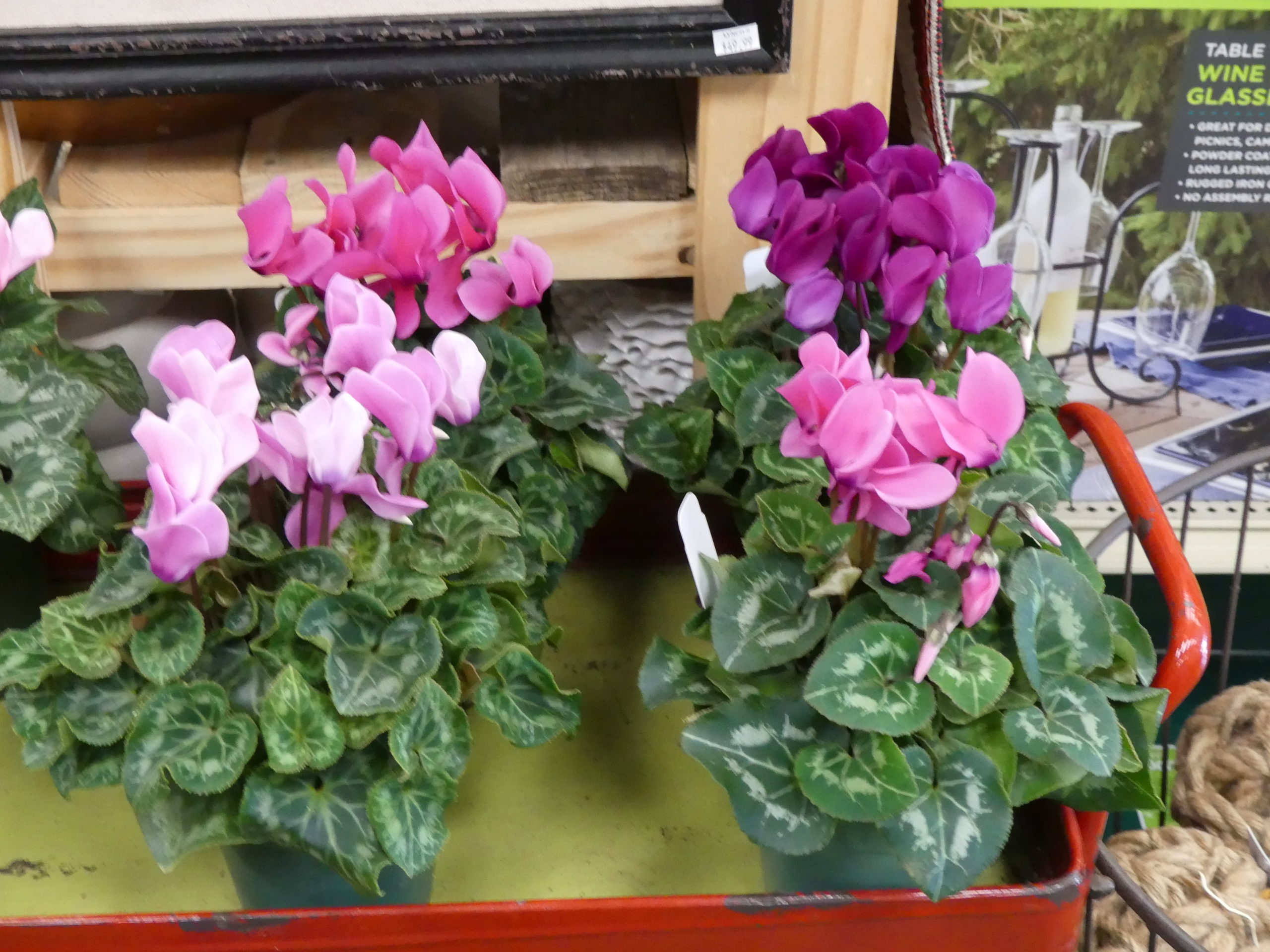 Florist-type Cyclamen are available now at garden centers and many supermarkets. They were recently found in pot sizes from 2 up to 8 inches. When kept cool, they’ll thrive indoors through late winter. ANDREW MESSINGER