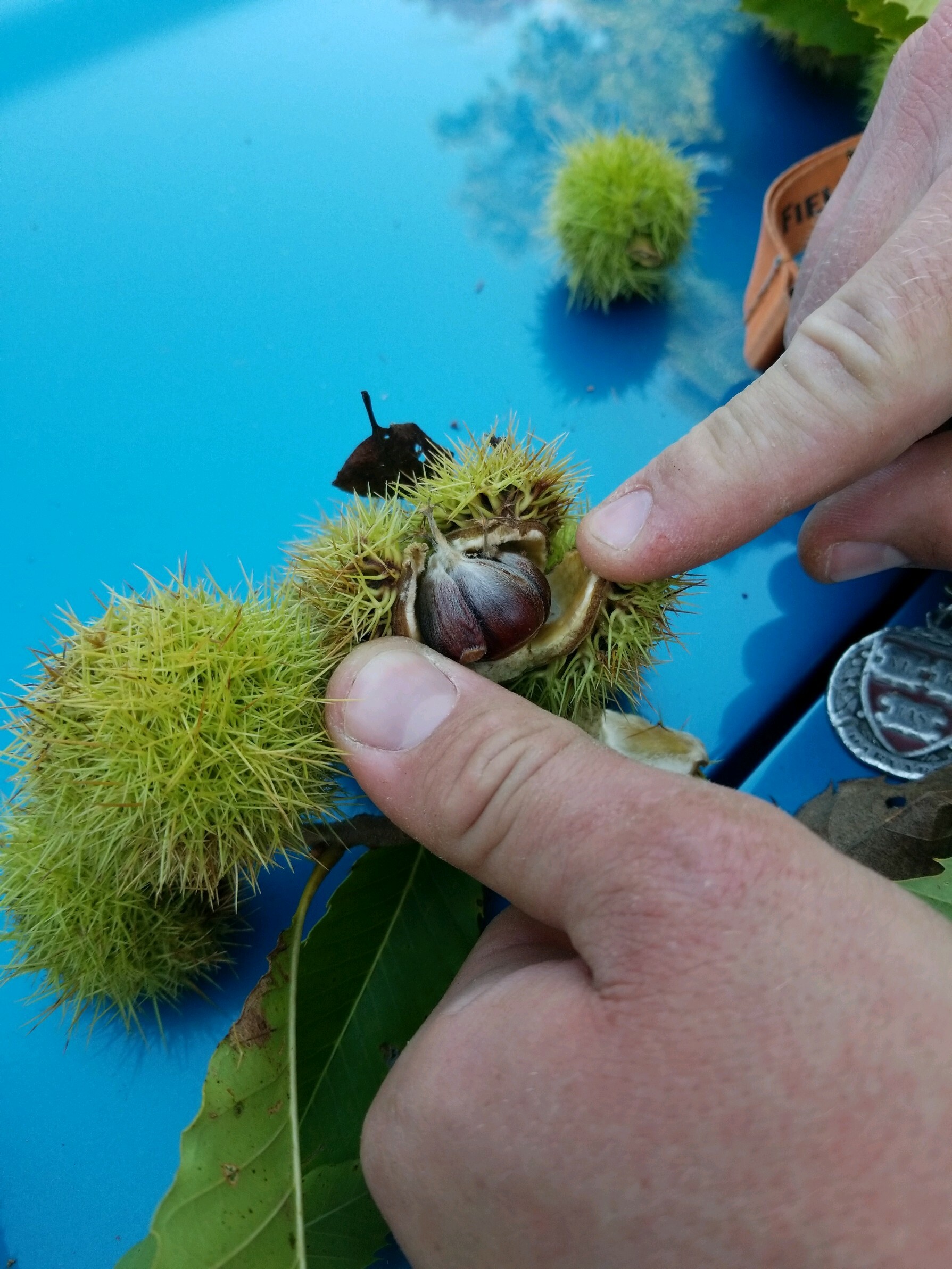 American Chestnut Trees Are Rare, But Can Be Found In North Sea 27 East