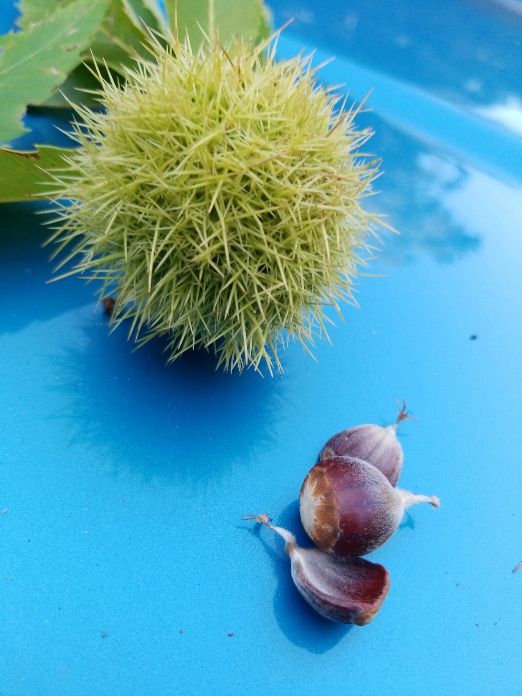 American Chestnut Trees Are Rare, But Can Be Found In North Sea 27 East