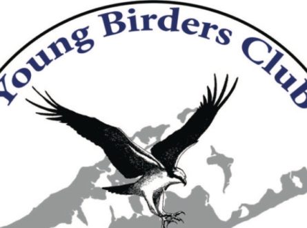 SOFO’s Young Birders Club: For ages 8 to 18