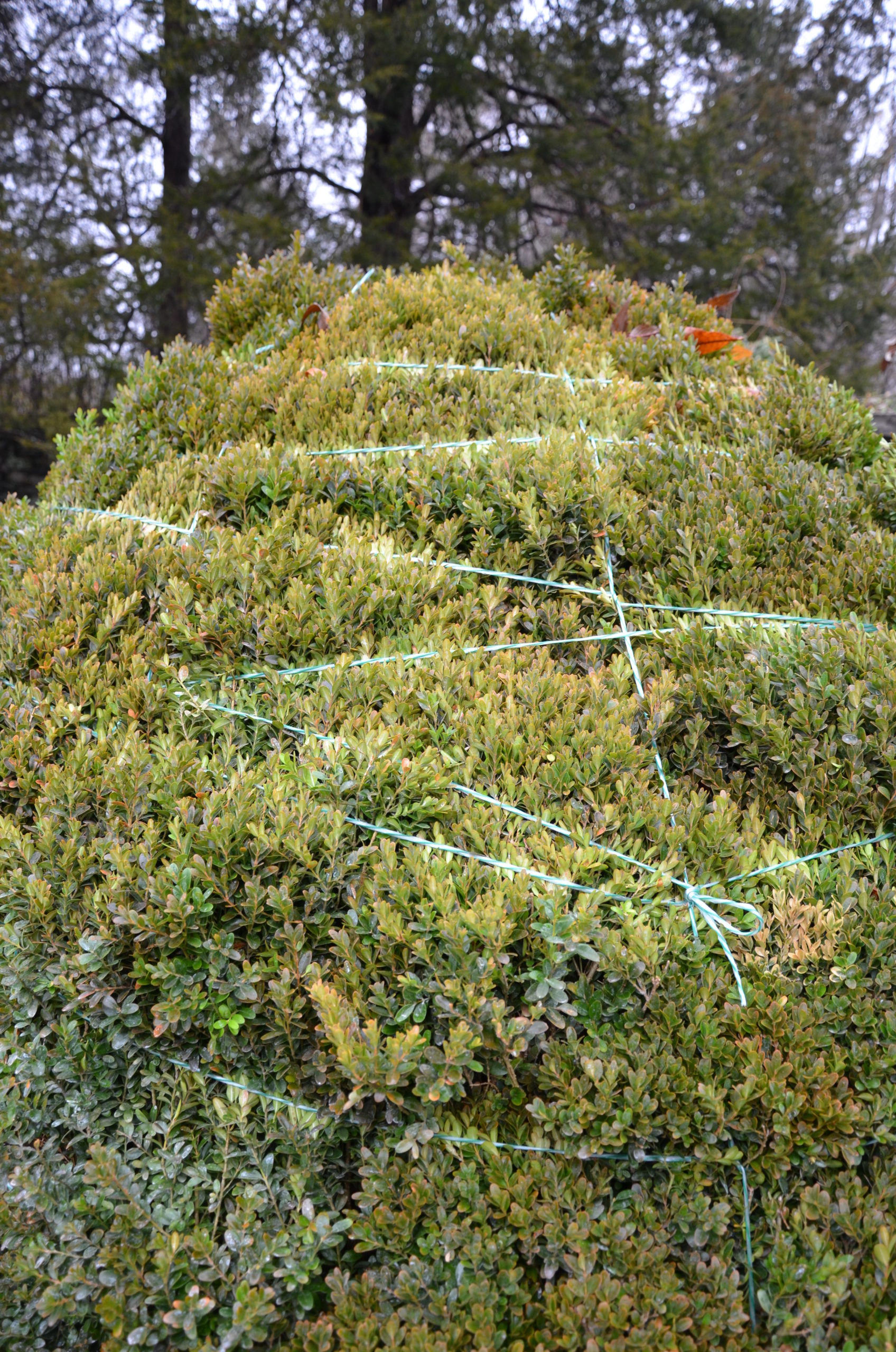 Boxwoods can get some winter protection by being tied and bundled like this one or enclosed in burlap. The question is, does this exacerbates any boxwood blight issues?
