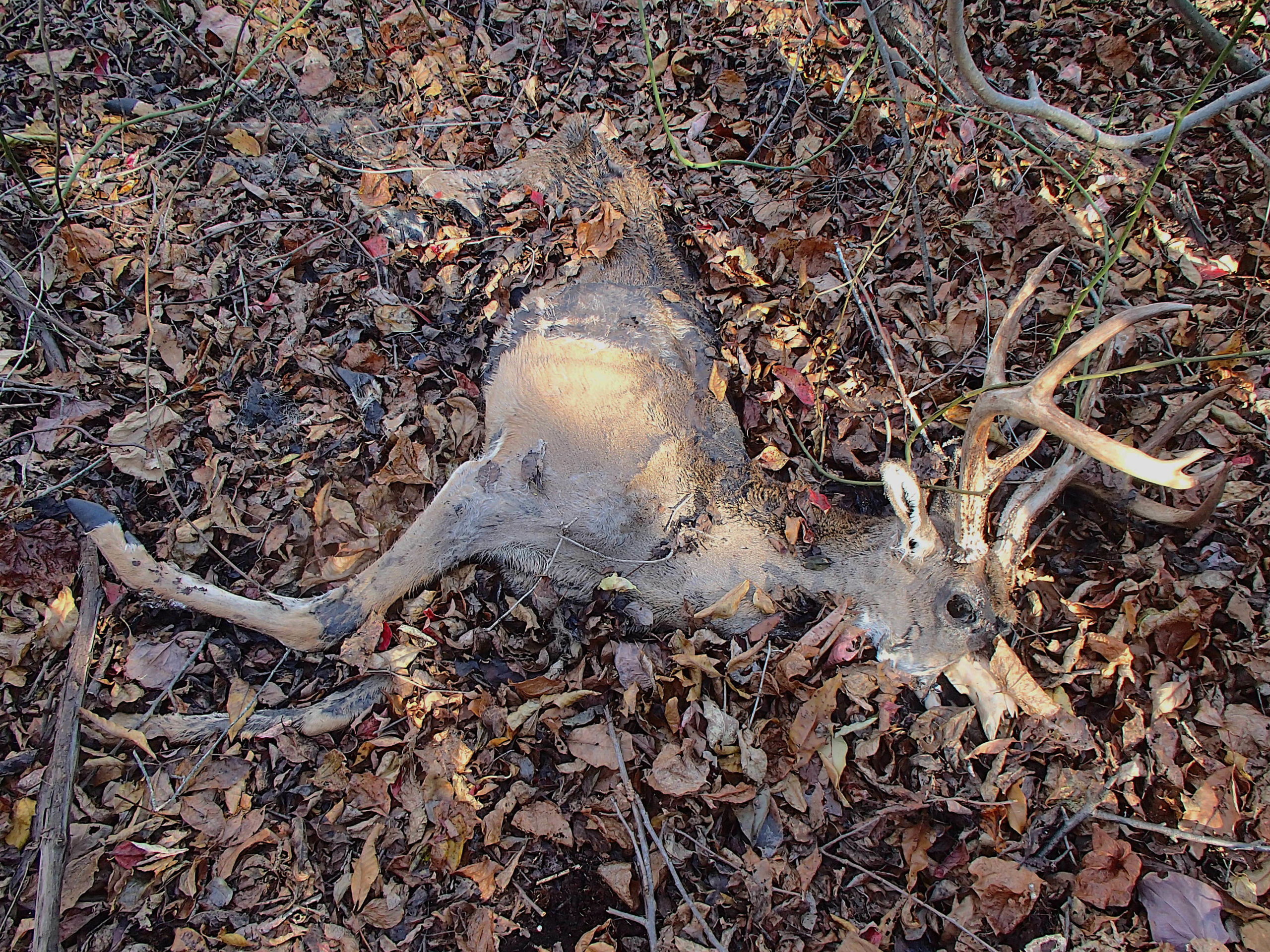 This buck was killed in Southold by epizootic hemorrhagic disease, and apparently not scavenged by any birds or mammals. MIKE BOTTINI