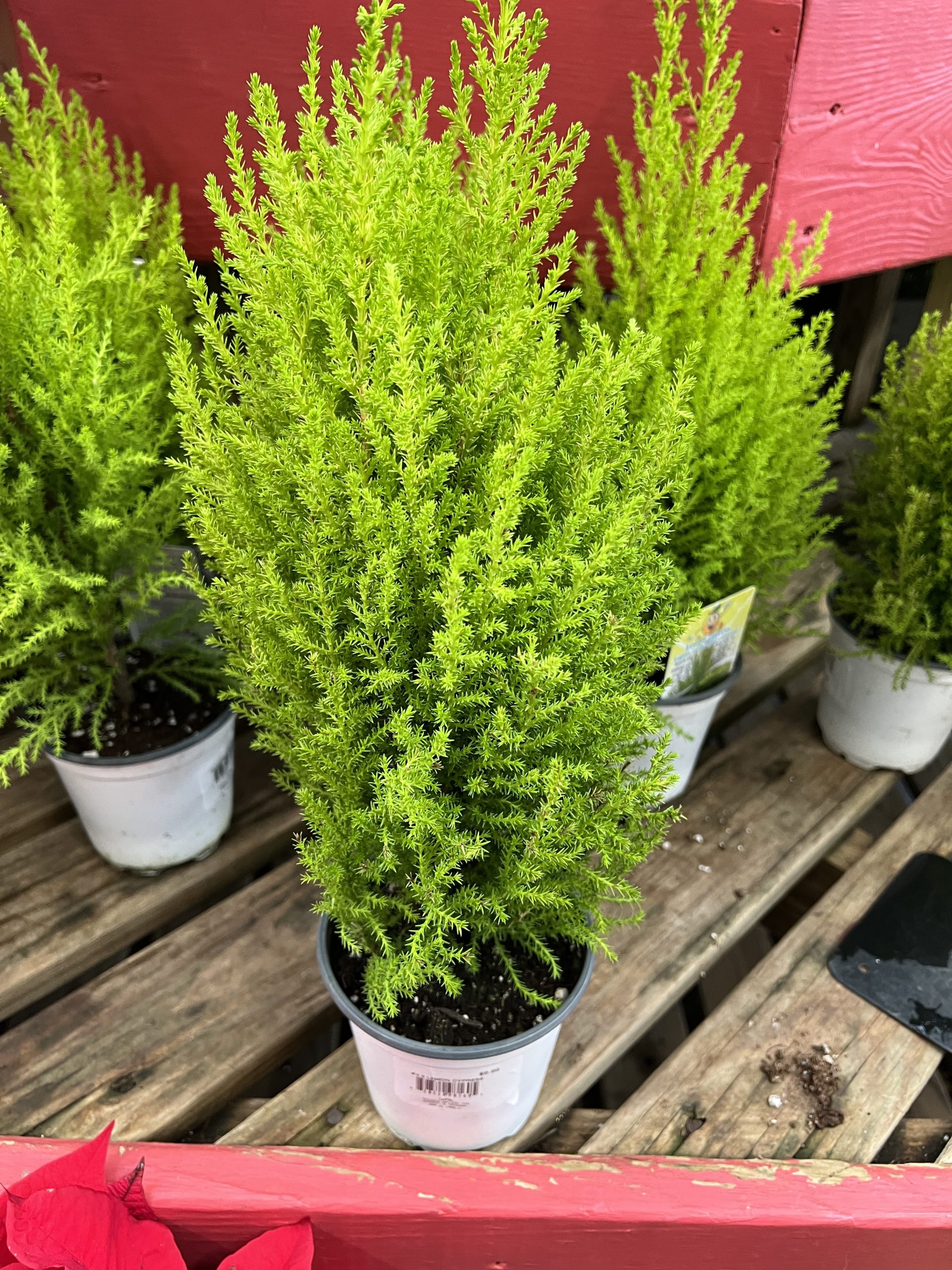 This Lemon cypress, native to some Western states, has been carefully clipped over several months and sold in 4- to 6-inch pots for holiday decoration.