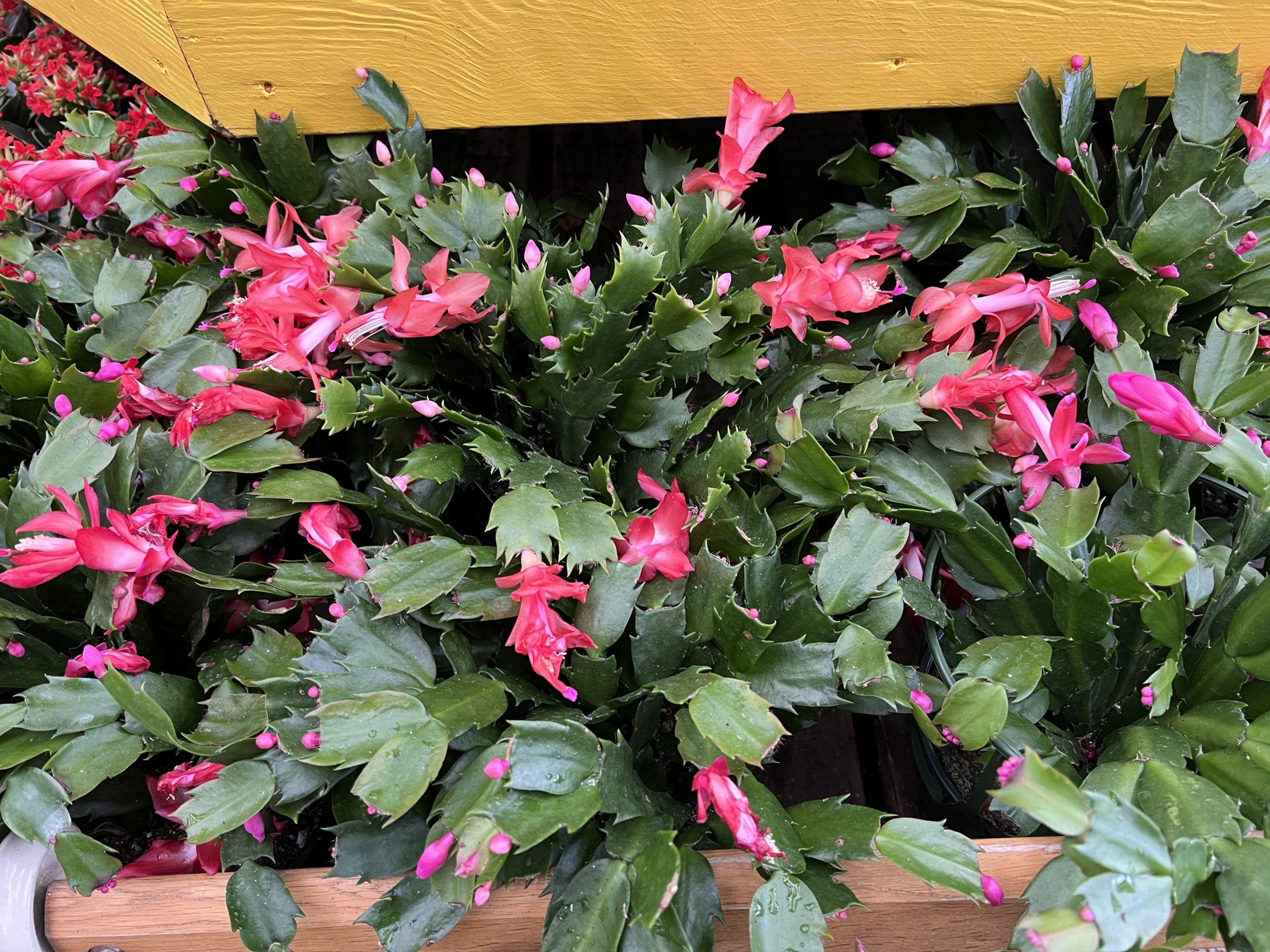 Christmas cactus make great holiday plants and, if left in the same spot, they’ll flower every year at the holidays with little to no care.