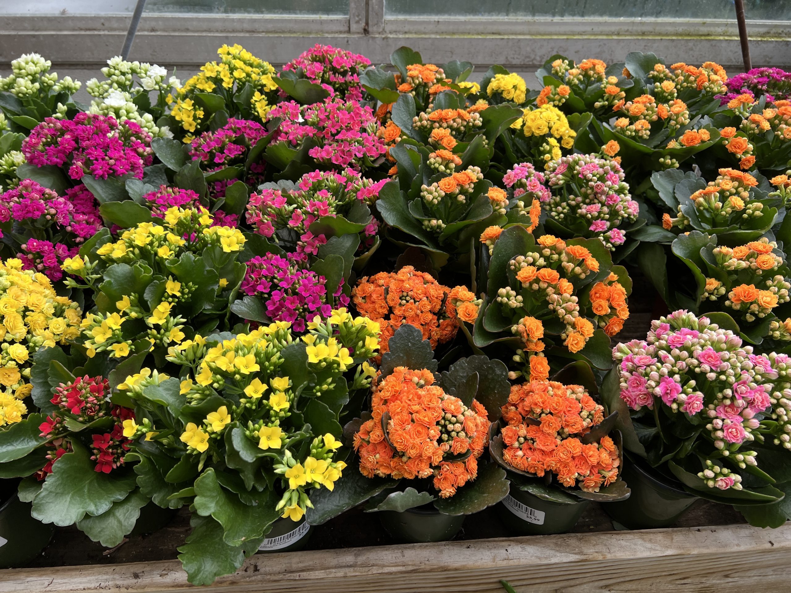 Kalanchoe, a flowering succulent with a range of sizes and colors, is difficult to rebloom and should be considered one of the disposable holiday plants.ANDREW MESSINGER