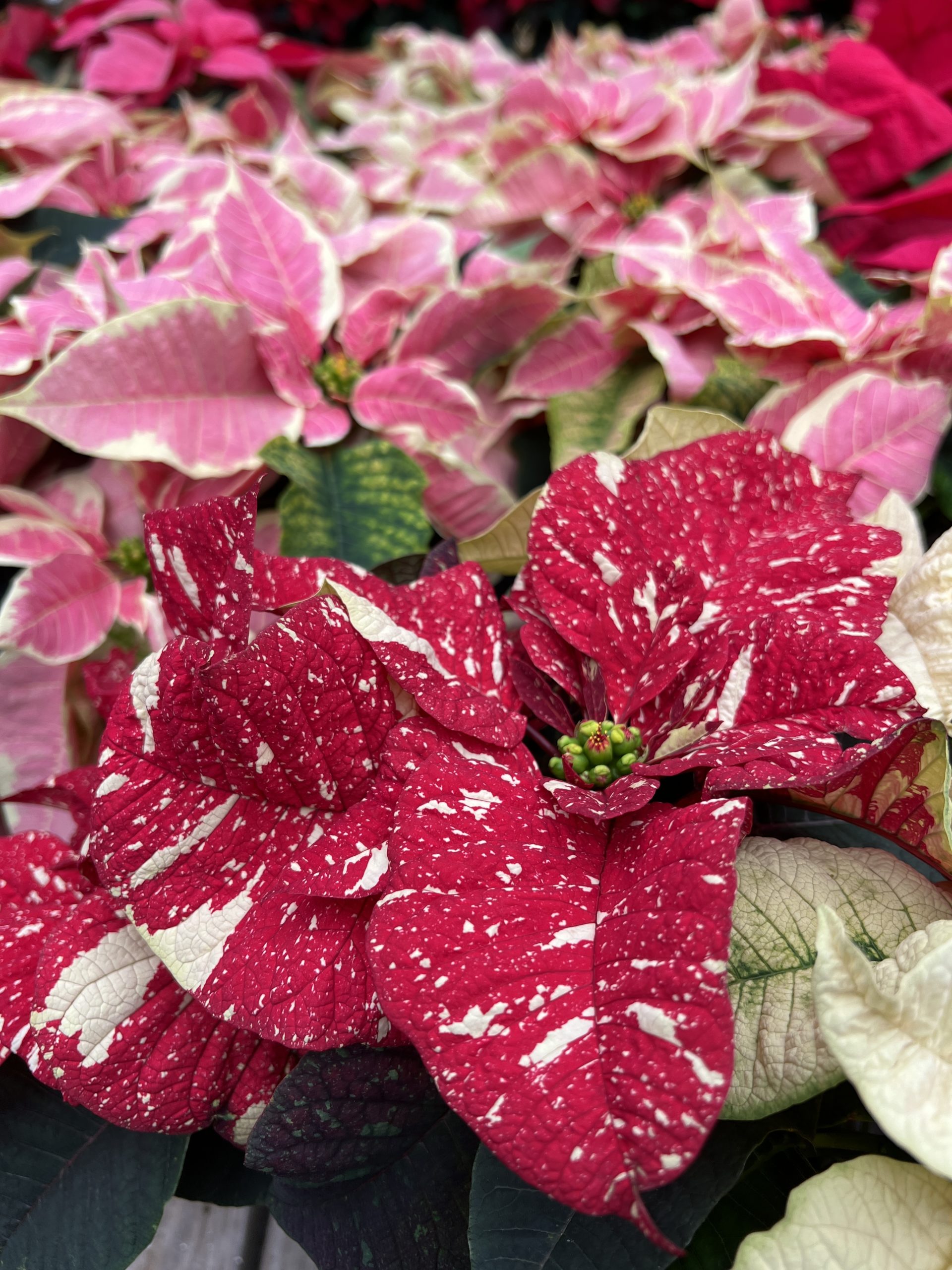 Poinsettias are the all-time favorite holiday plant, other than the Christmas tree. Available in 2- to 18-inch pots, they can be found in a range of colors, bicolors and novelties, but are nearly impossible to rebloom and are considered disposable — despite some planting them in their outdoor gardens during the summer.
