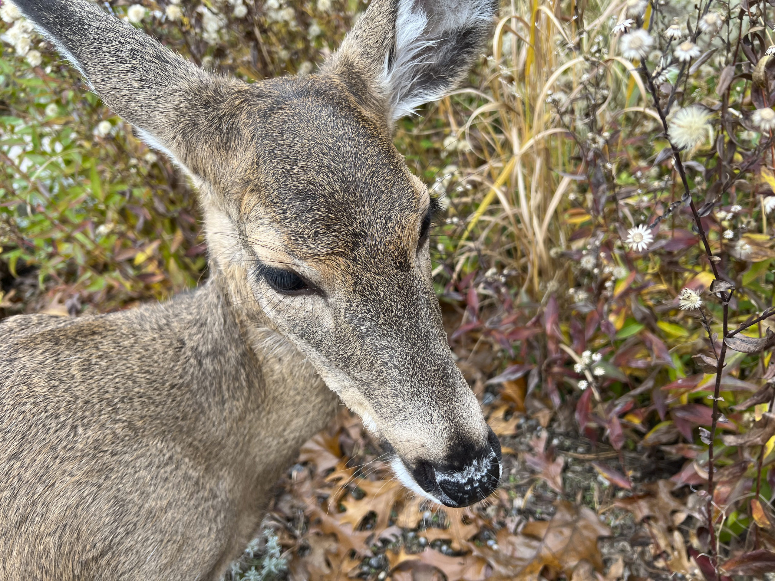 Recent studies have indicated that the COVID-19 virus is spreading throughout the white-tailed deer population in the United States.  DANA SHAW
