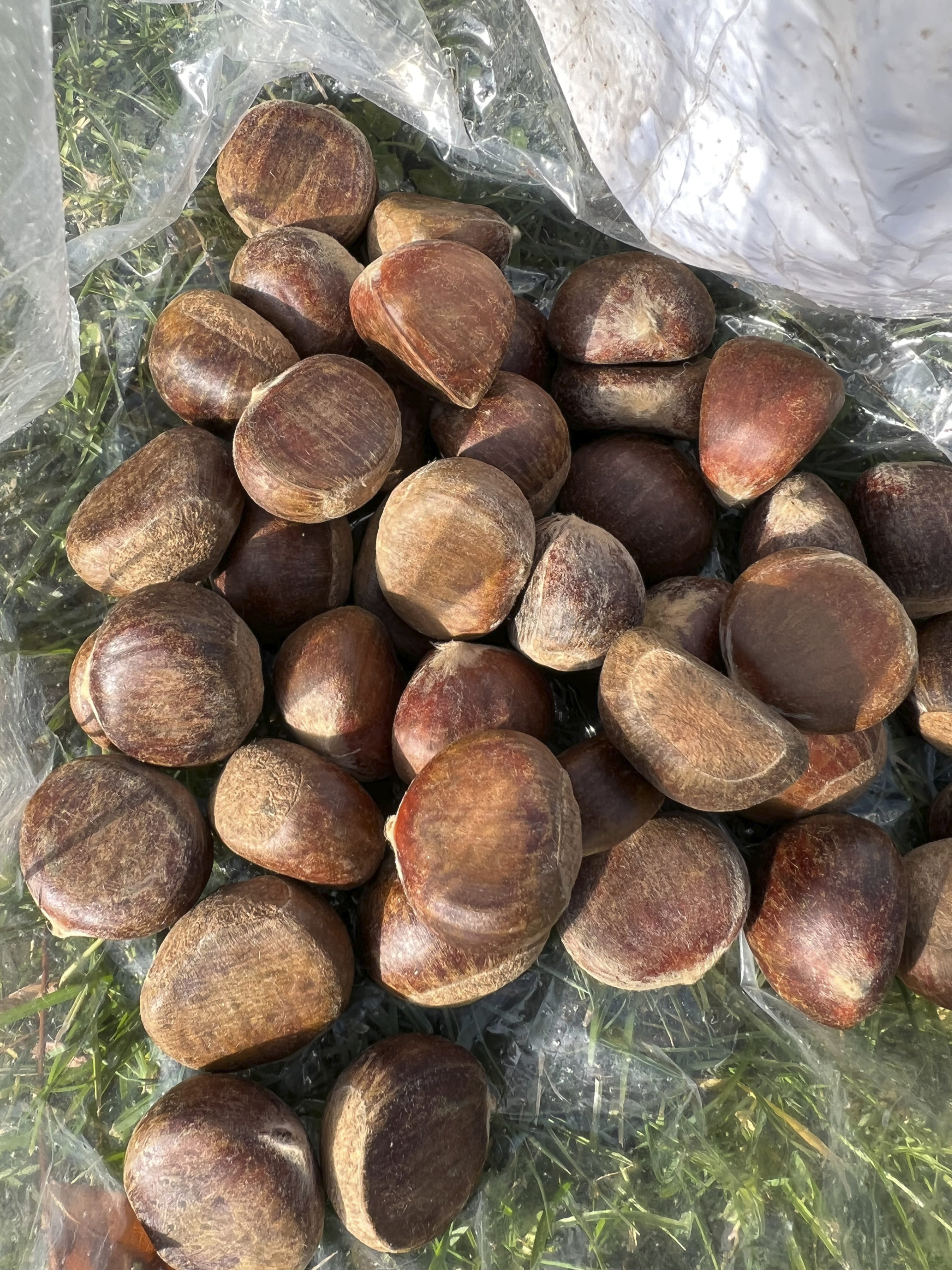 Chestnuts.  DANA SHAW