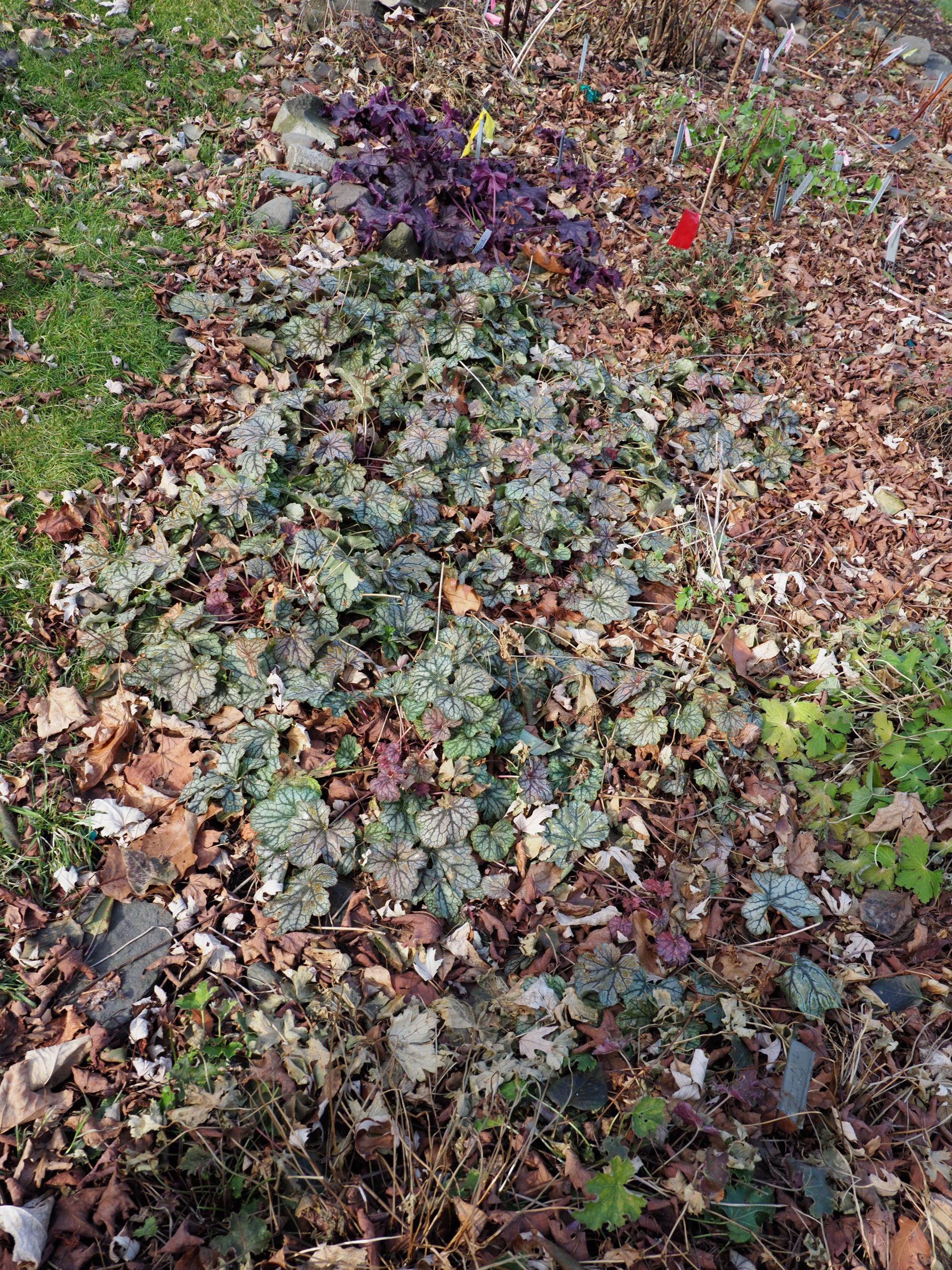 In December these Heuchera are still showing a bit of color and vitality. If mulched now they will rot at the crowns. Let nature take its course and harden the plants off, then when the ground is frozen, they can be lightly mulched.