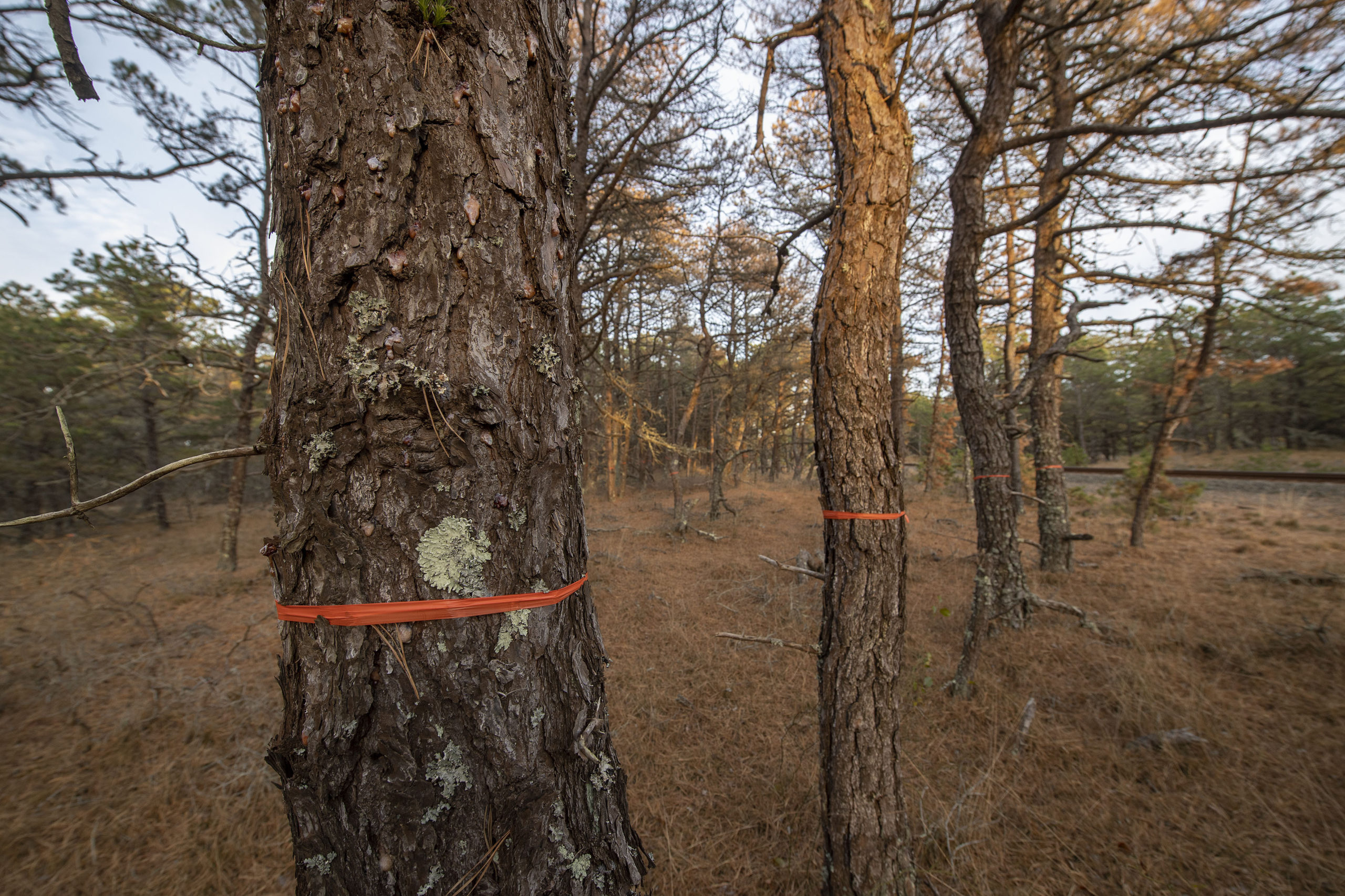 Southern pine beetles, and their telltale bubbles of sap oozing from tree bark, have been found in hundreds of trees in Napeague State Park.