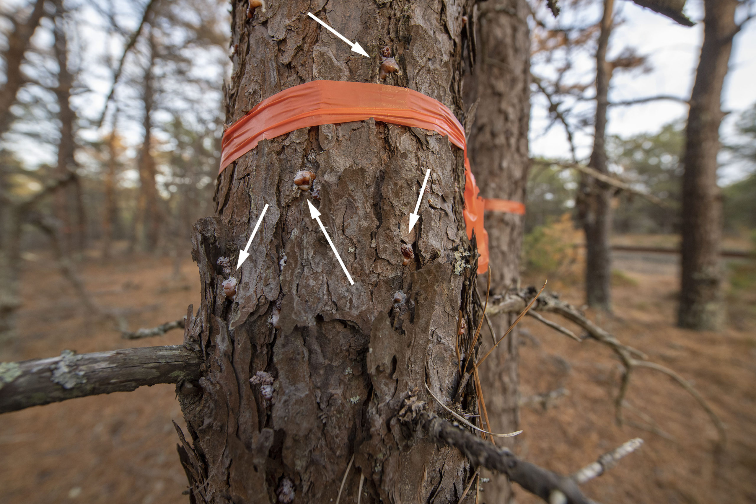 Southern pine beetles, and their telltale bubbles of sap oozing from tree bark, have been found in hundreds of trees in Napeague State Park.