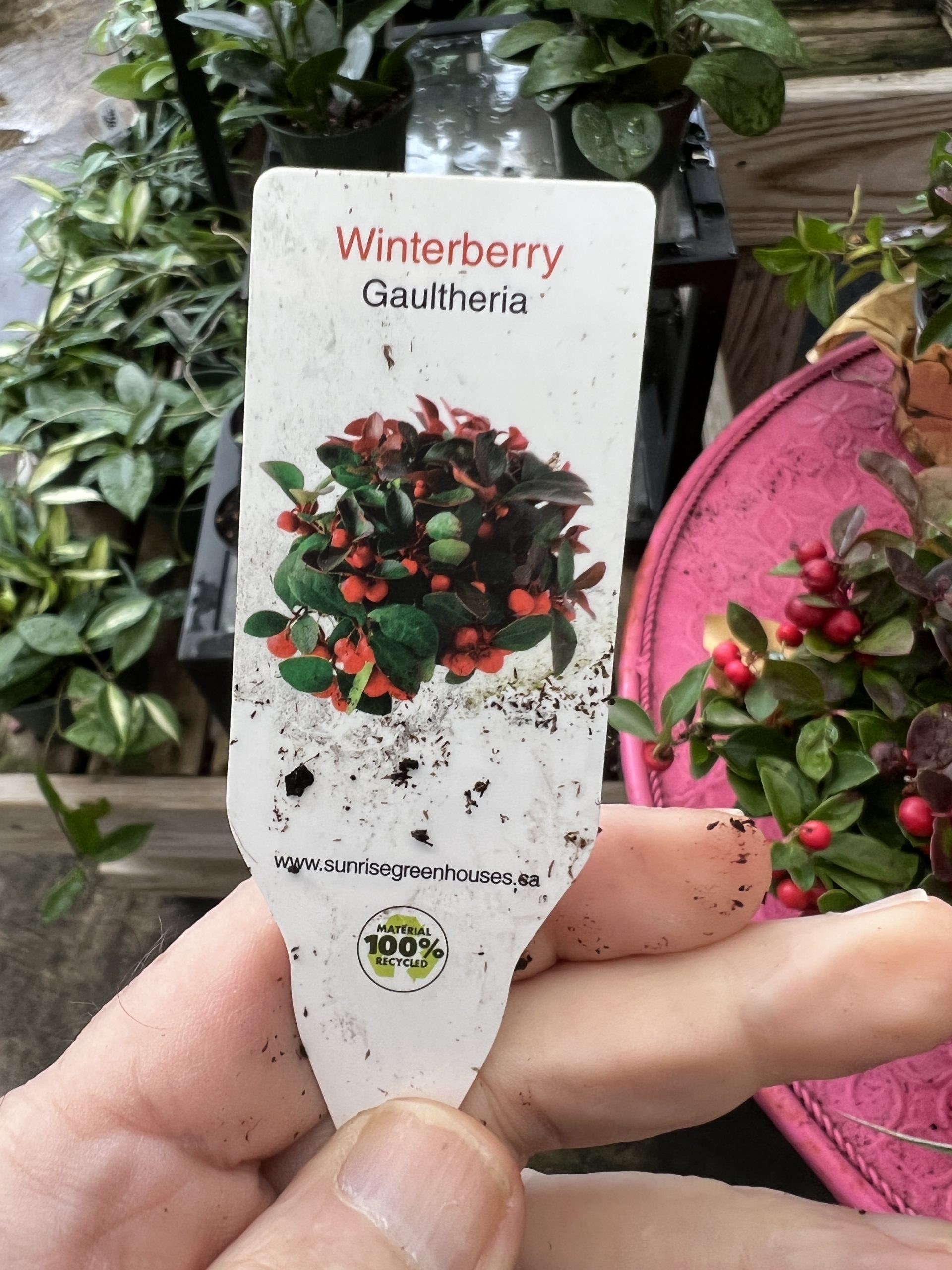 Winterberry, or Gaultheria procumbens, is now being sold in 4- to 6-inch pots as holiday plants. If kept cold over the winter, it can be planted in the wooded shade garden in the spring.