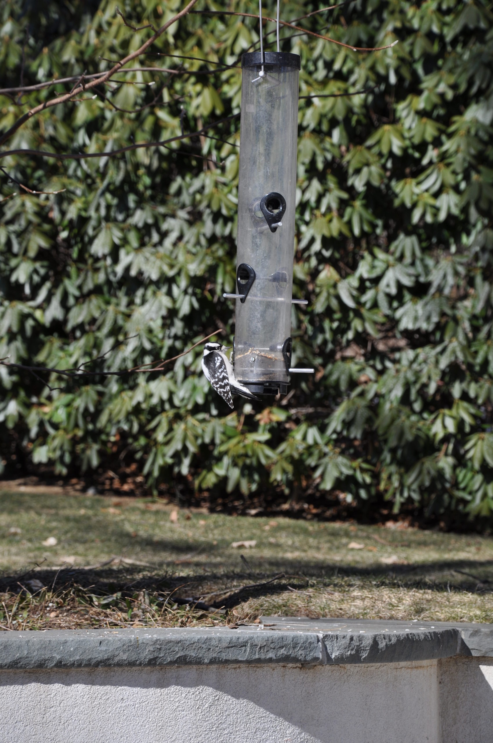 A female downy woodpecker gets the last of the seeds from a cylinder feeder.