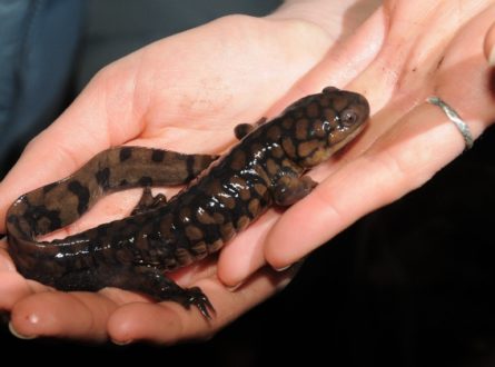 Andy Sabin’s Annual Eastern Tiger Salamander Search: All Ages