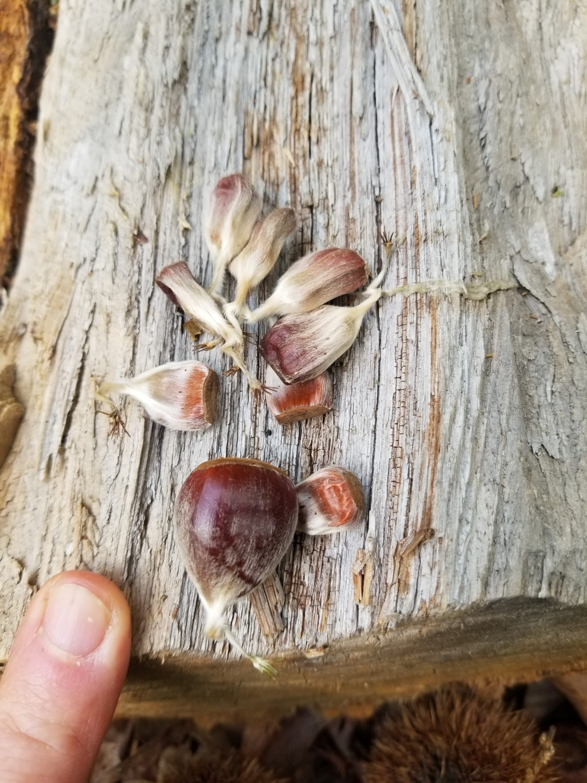 American Chestnut Trees Are Rare, But Can Be Found In North Sea 27 East