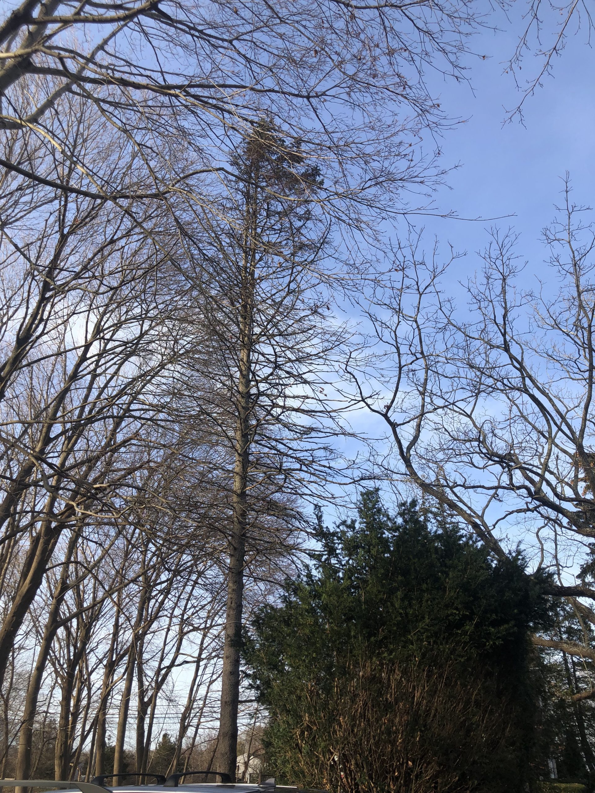 Christmas Miracles Abound At Olsen's Tree Farm 27 East