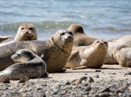 SOFO: Seal Walk at Cupsogue Beach County Park: This program is for adults, teens, and children age 6 and older. @ Westhampton