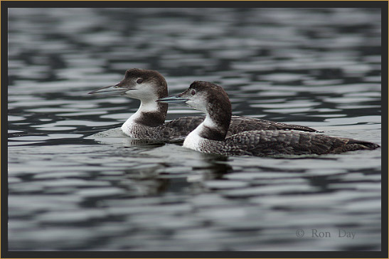 A pair of common loons. RON DAY