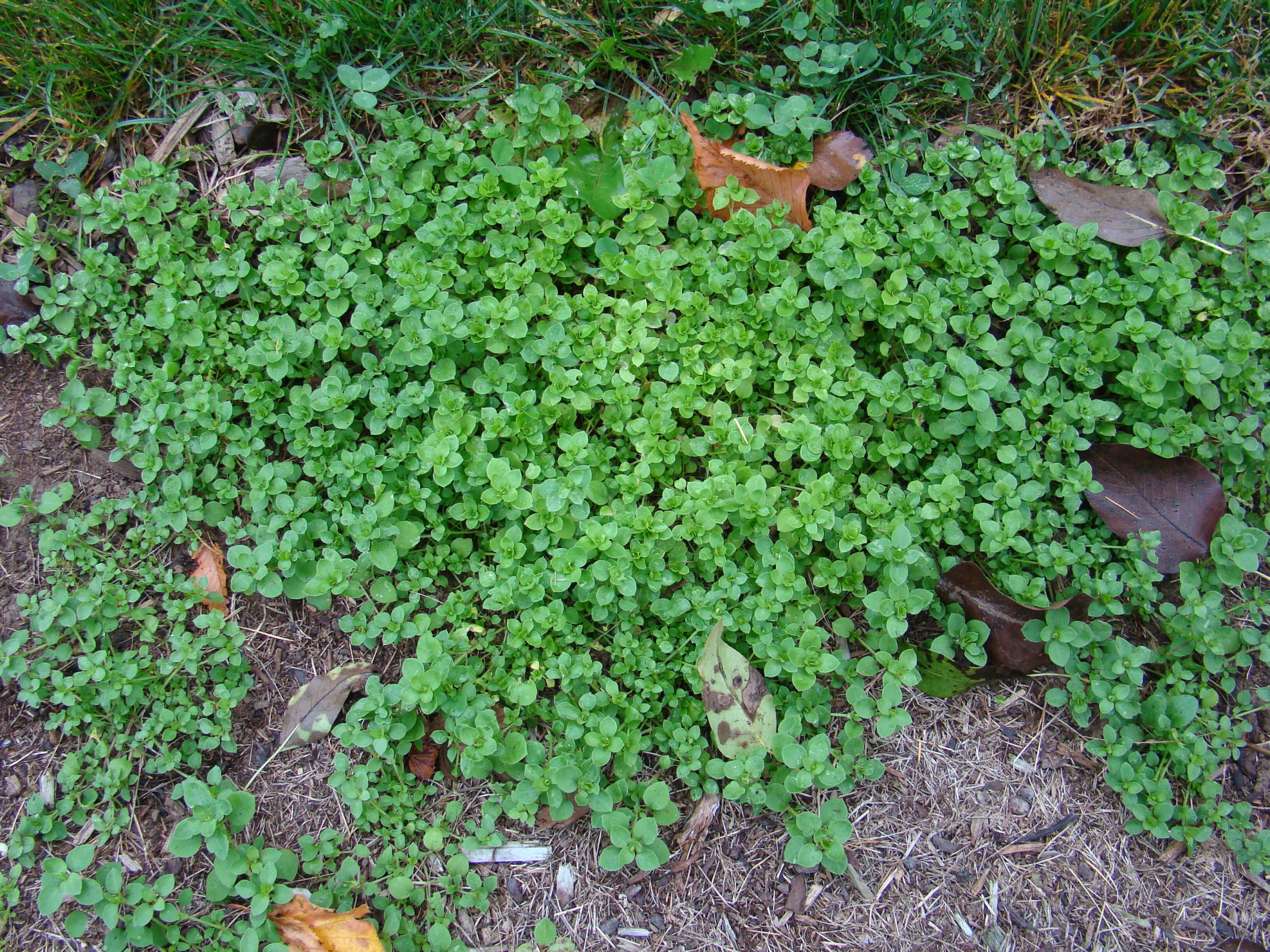 Chickweed can be used in salads and has medicinal uses, but it can also be a major problem in lawns. It is easily hand pulled and should be removed in the winter before it flowers and sets seed.