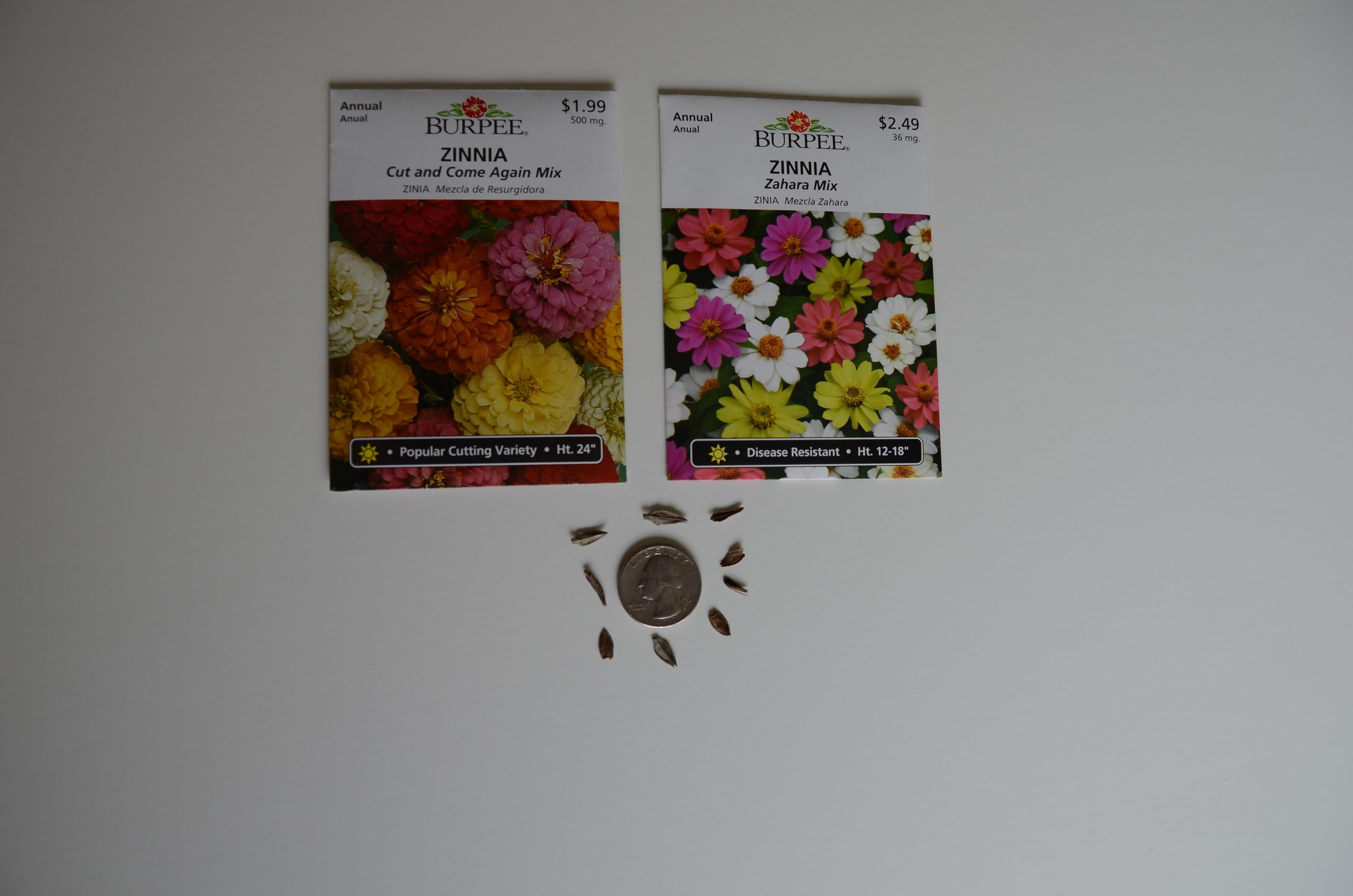 Zinnia seeds are large and easy to start, especially for kids, who can sow them right into the garden. You might find 10 to 15 varieties in cell packs at local garden centers, but online seed vendors often offer 50 varieties that you can grow from seed.