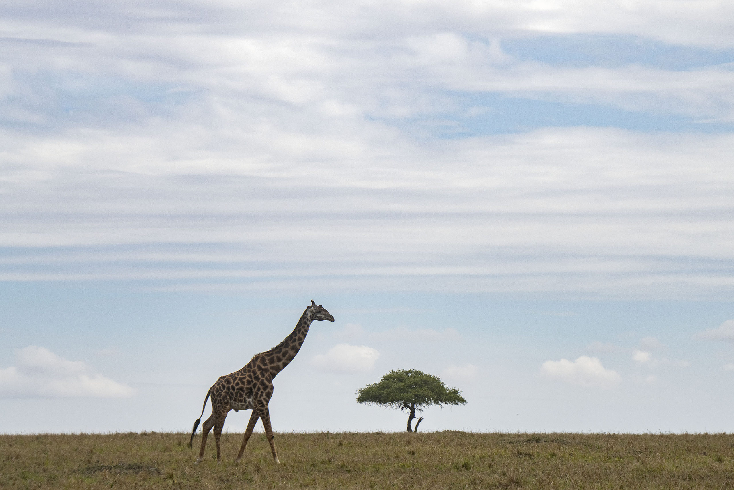 A scene from a safari at the Fig Tree Lodge in the Maasai Mara in Nairobi, Kenya.