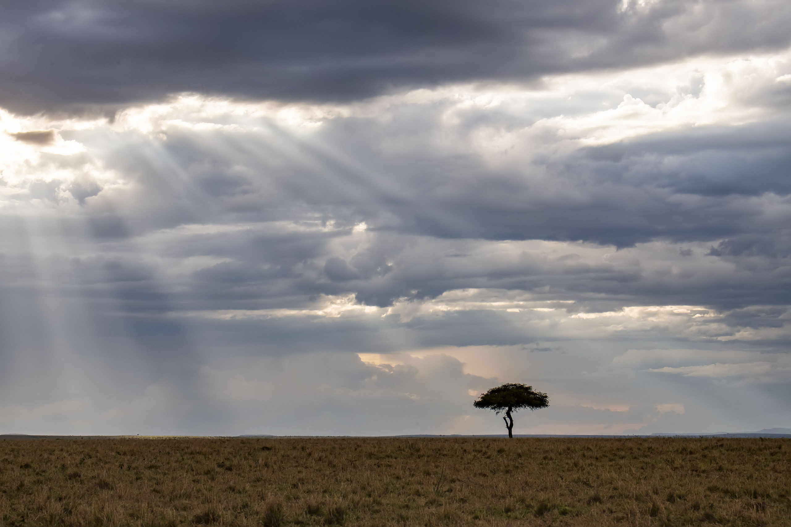 A scene from a safari at the Fig Tree Lodge in the Maasai Mara in Nairobi, Kenya.