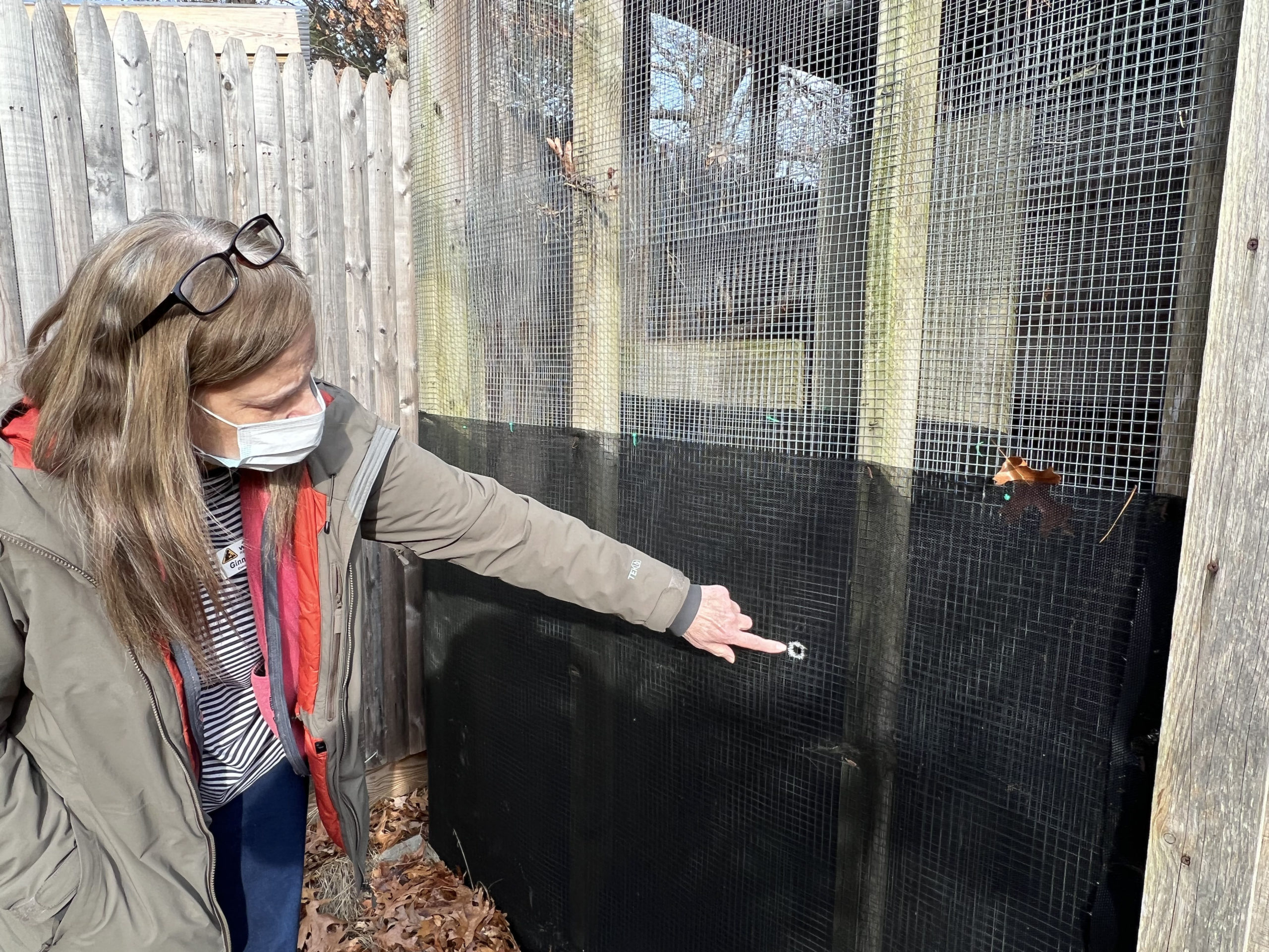 Evelyn Alexander Wildlife Rescue Center Executive Director Ginnie Frati points to the bullet holes that passed through one of the animal enclosures.    DANA SHAW