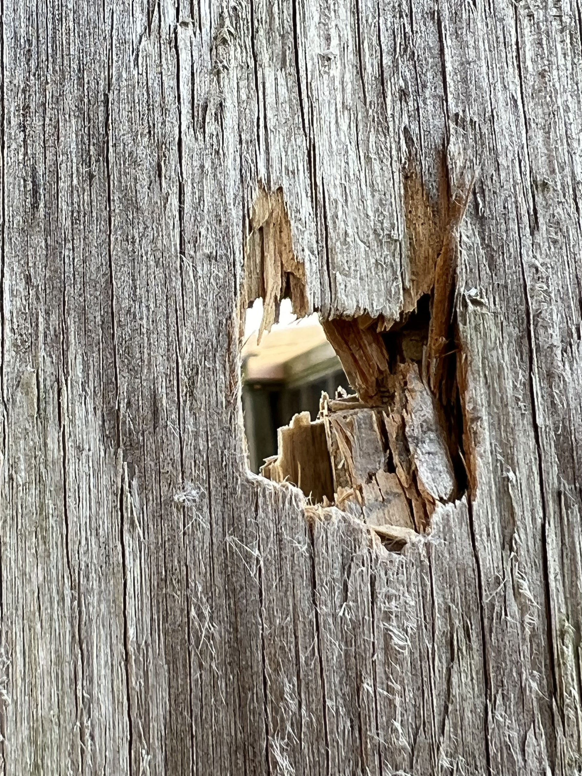 A second bullet hole just yards away from where workers were repairing a roof on one of the animal enclosures.  DANA SHAW