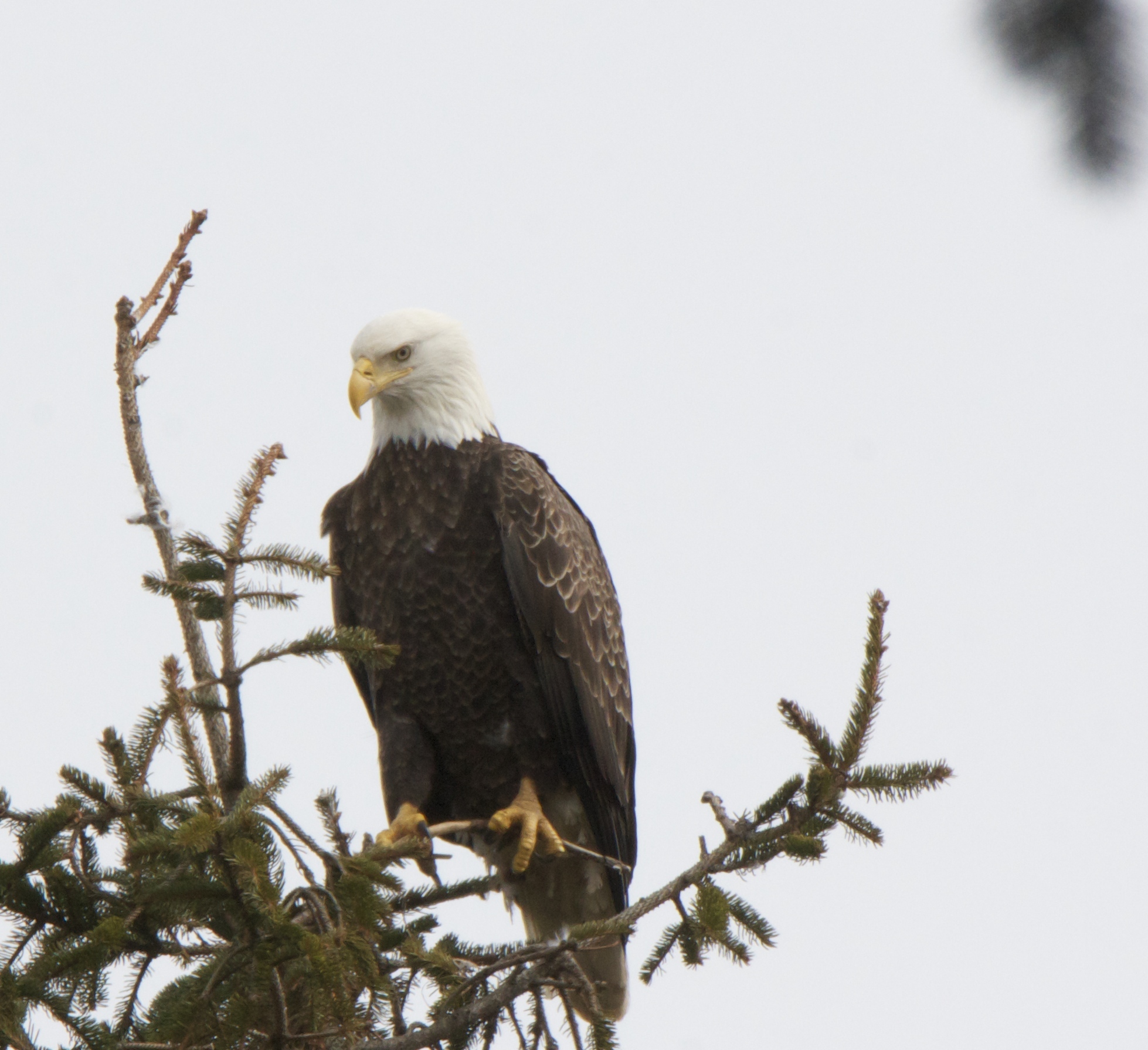 An eagle near the intersection of Montauk Highway and Rose Hill Road near Water Mill Building Supply.  TERRY SULLIVAN