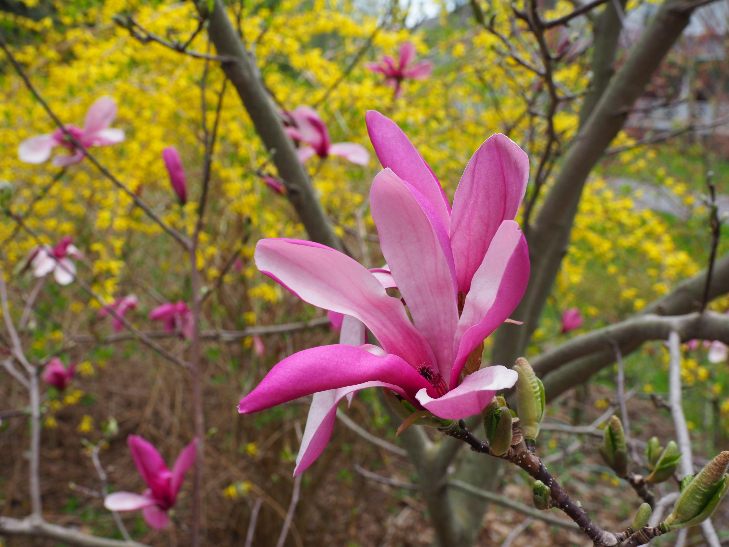 The Purple Star magnolia has striking color for a magnolia and is not easily found locally. In 2012, when this mail order tree arrived in a one gallon pot, it was less than 3 feet tall. A decade later, it is nearly 25 feet tall and 15 feet wide.