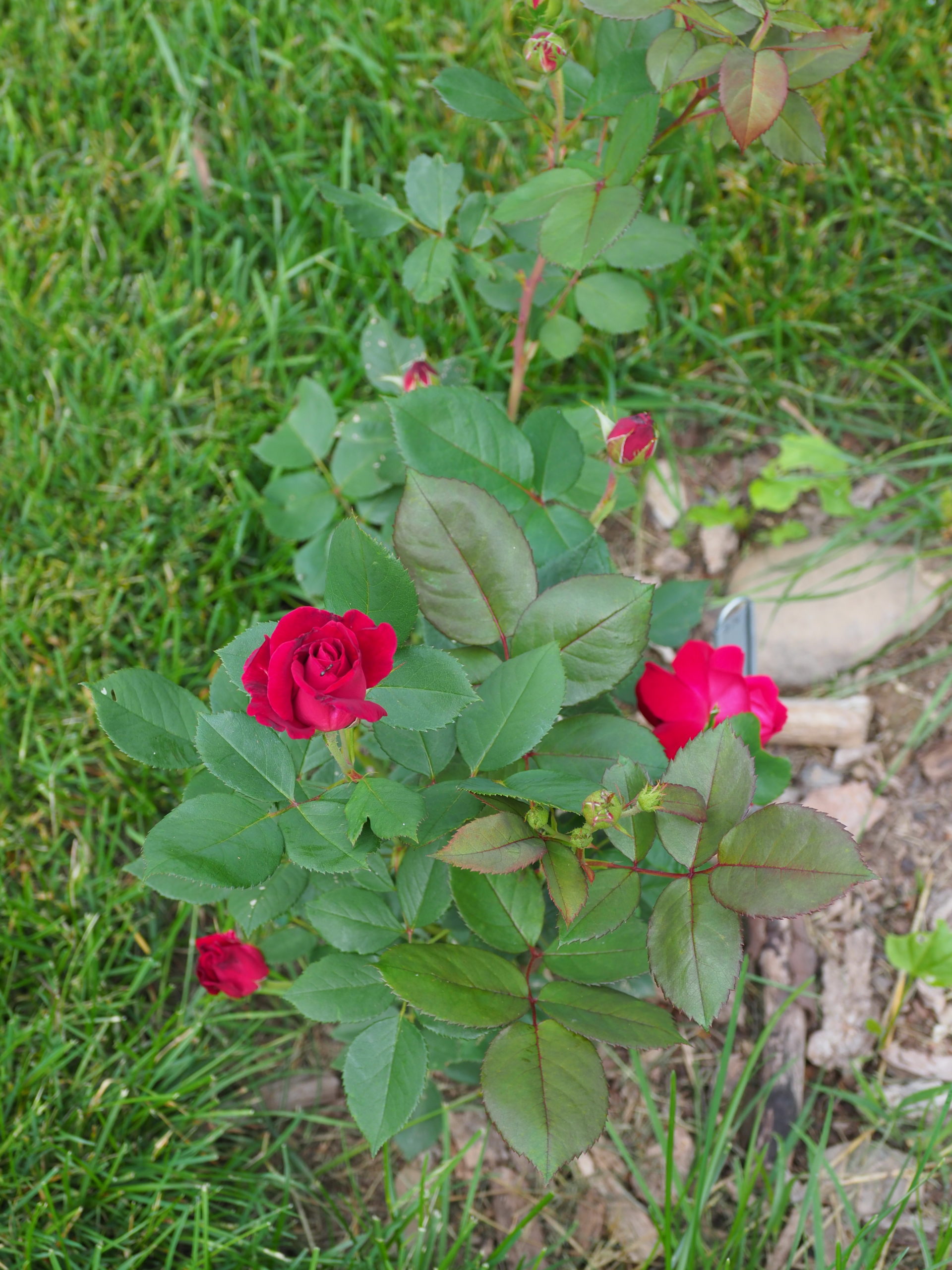 By mid-June, the Sweet Spirit rose was a passing 2 feet tall and blooming, but don’t expect similar results from bare rooted fruit trees, which can take several years to flower and fruit once planted.