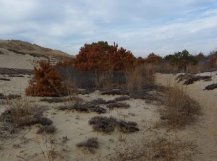 SOFO: Exploring the Dunes: This nature walk is for children ages 10 and older. @ Montauk