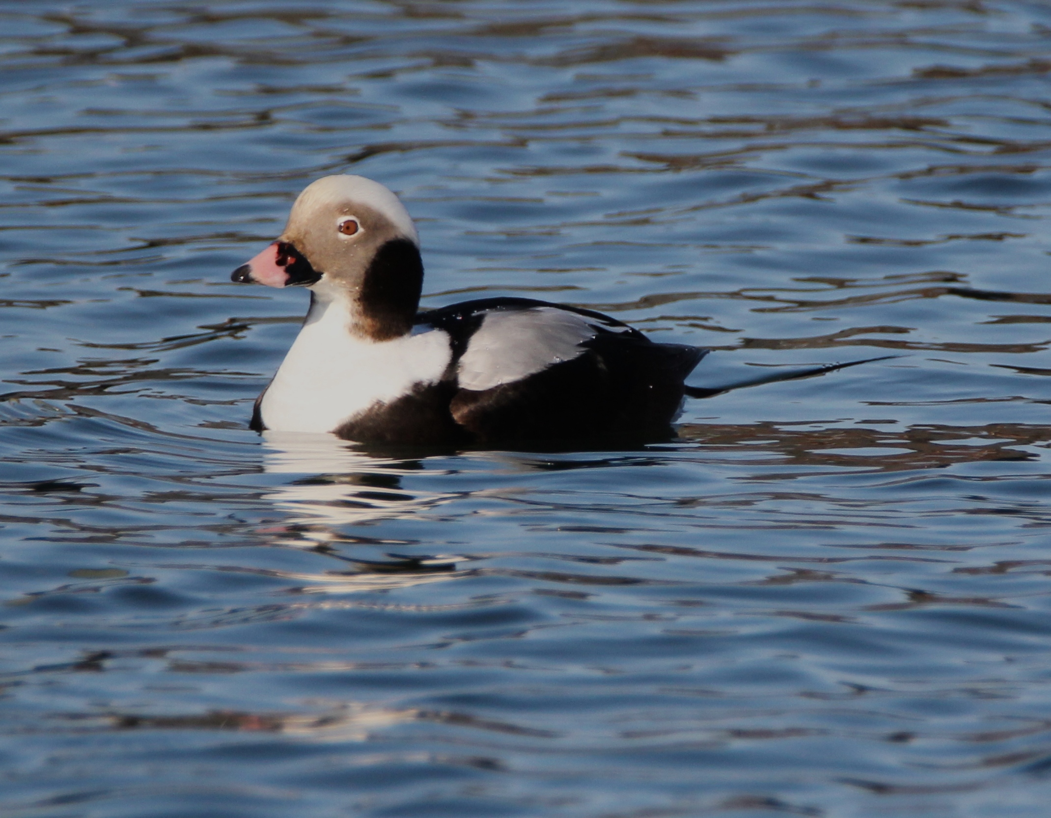 A long-tailed duck drake. TERRY SULLIVAN
