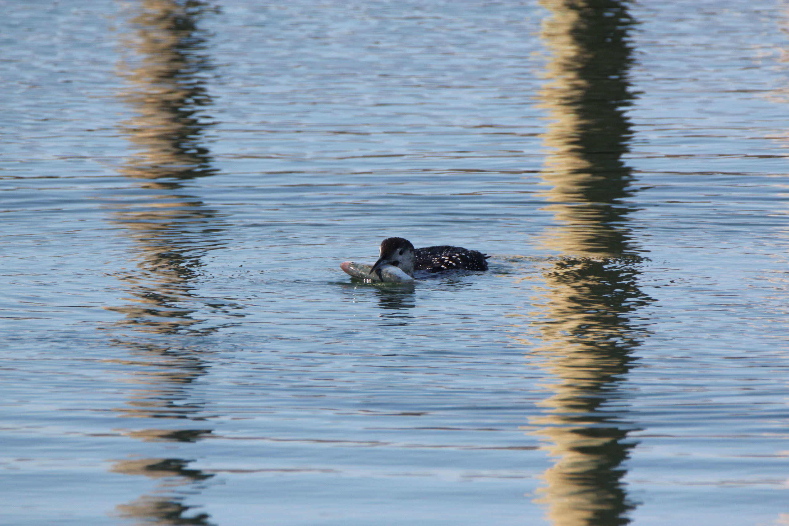 Common loon with bunker. TERRY SULLIVAN