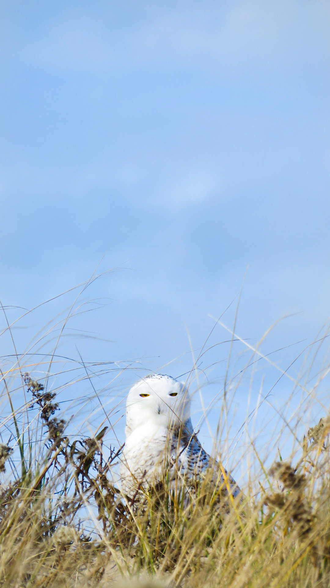 A snowy owl in residence in Southampton. STEPHEN T. LOBOSCO