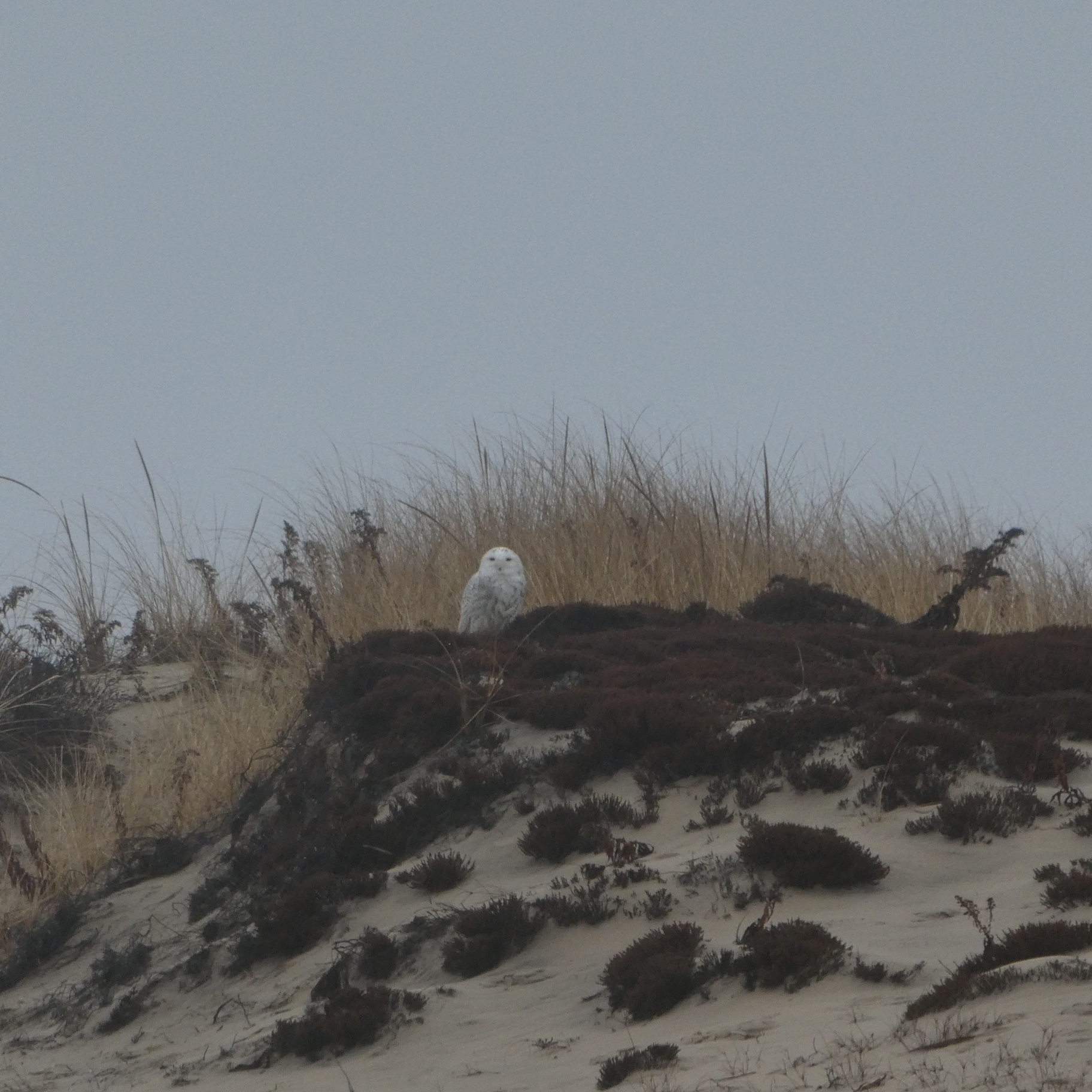 A snowy owl in the dunes. ELLEN STAHL